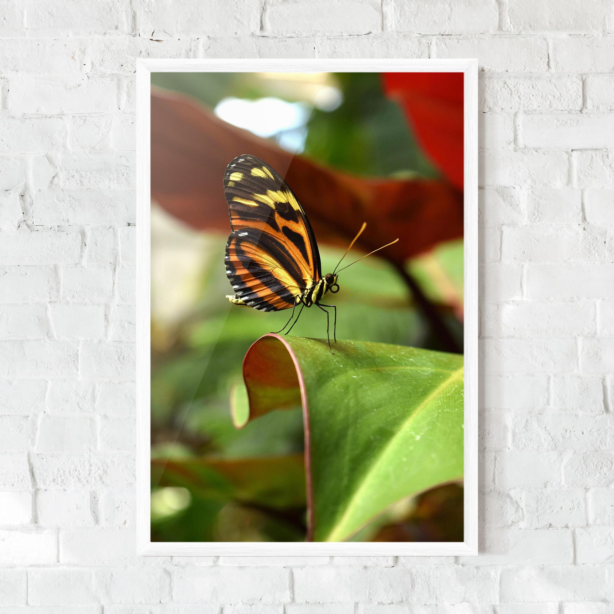 Gerahmte Poster Orange Yellow Butterfly mockup 0