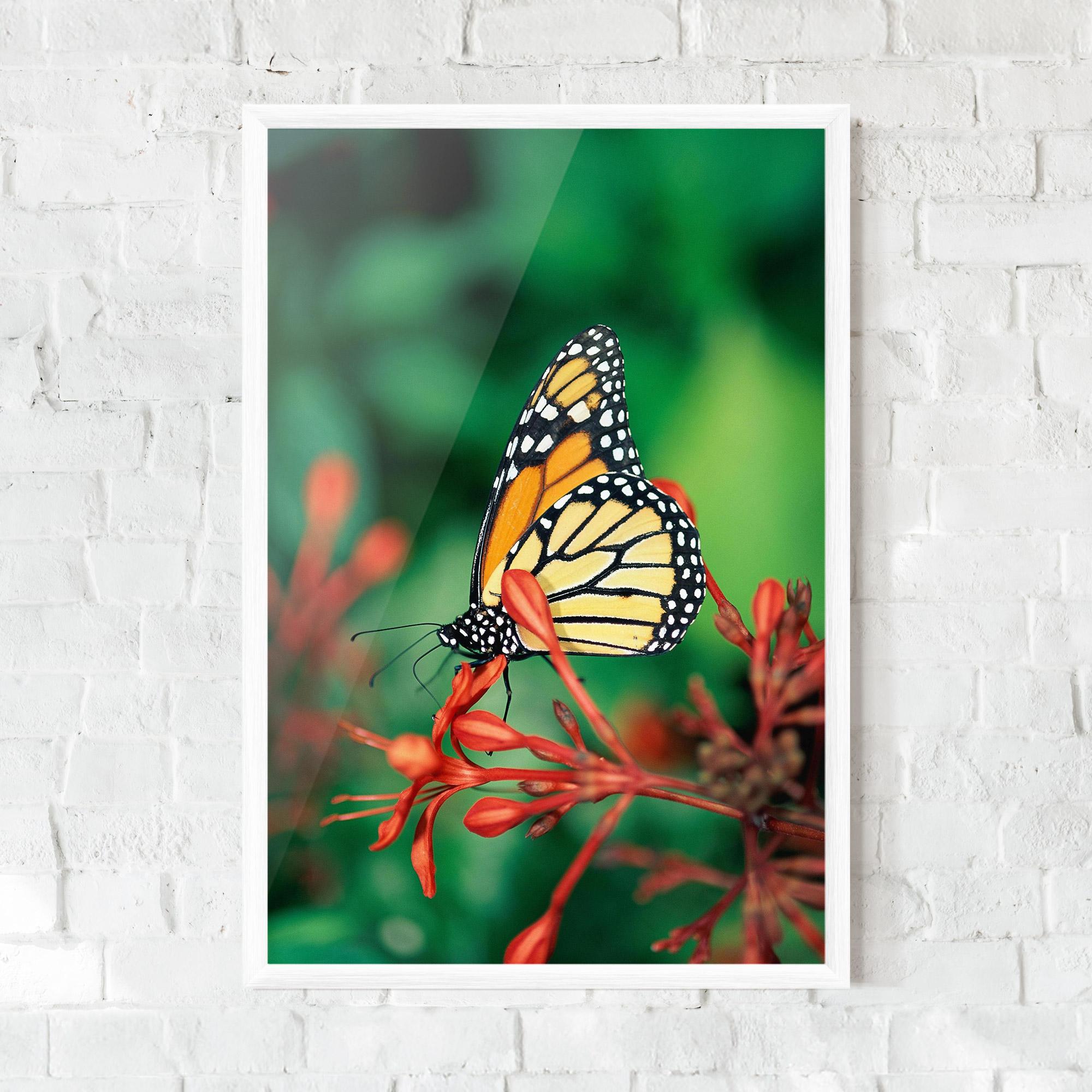 Gerahmte Poster Small Orange Butterfly mockup 0