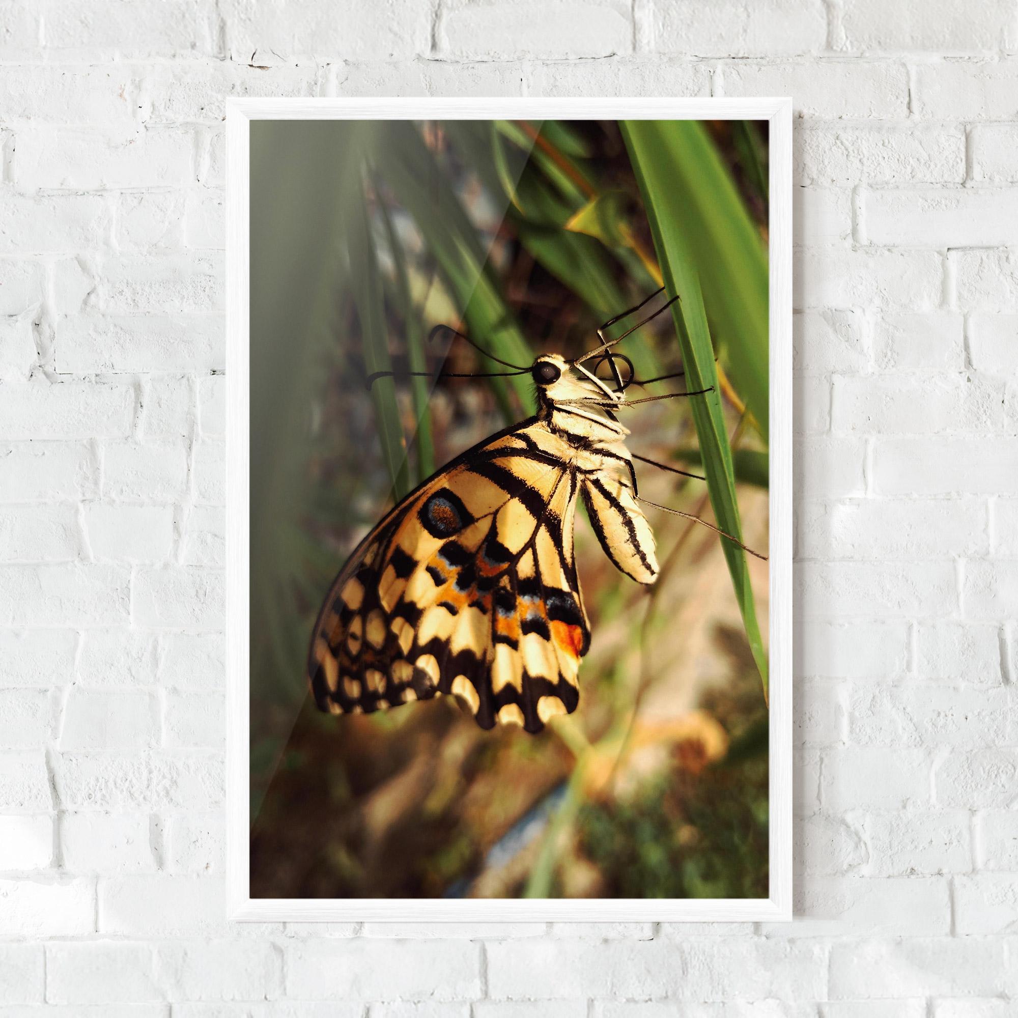 Gerahmte Poster Wild Brown Butterfly mockup 0