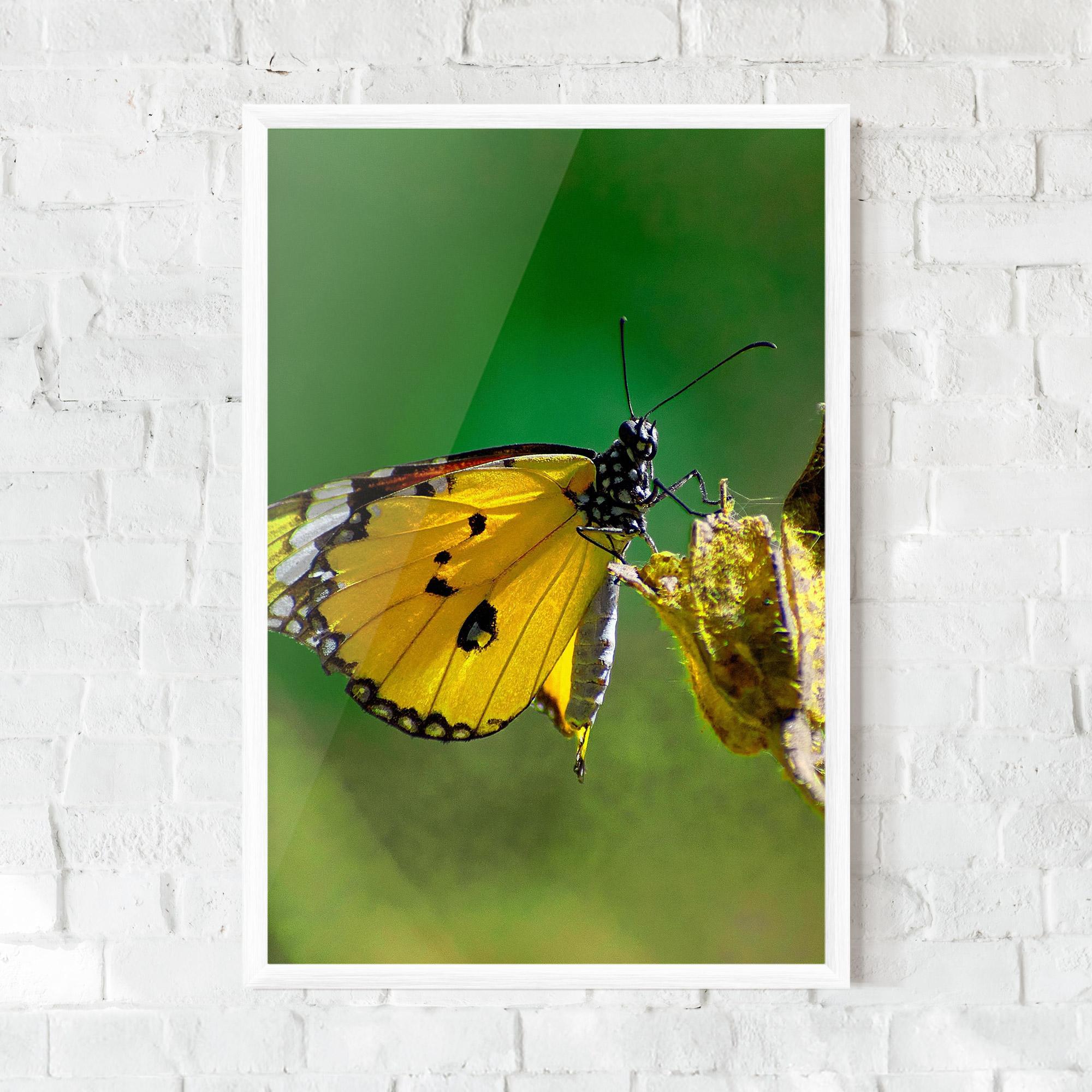 Gerahmte Poster Yellow White Butterfly mockup 0