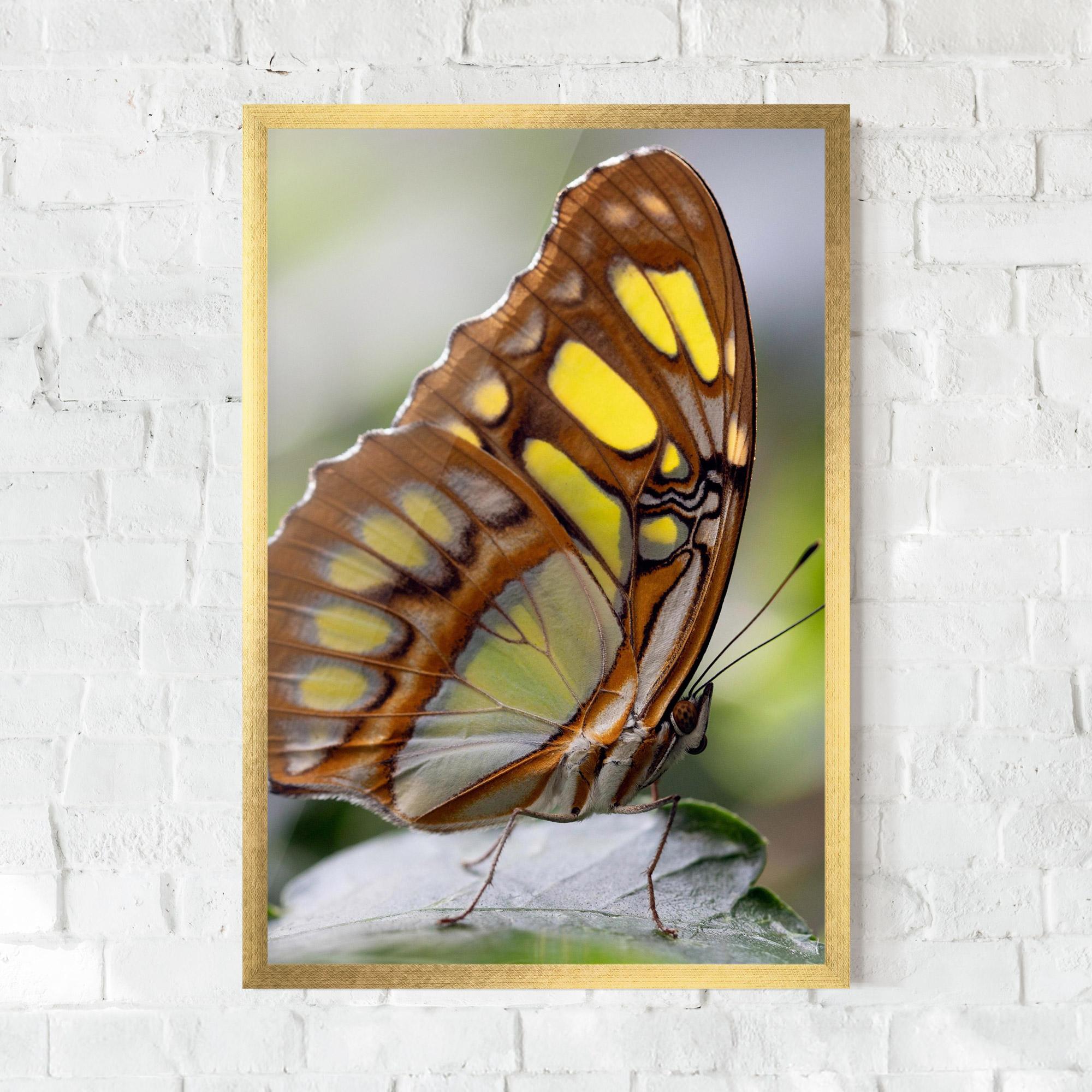 Gerahmte Poster Brown Yellow Butterfly mockup 0