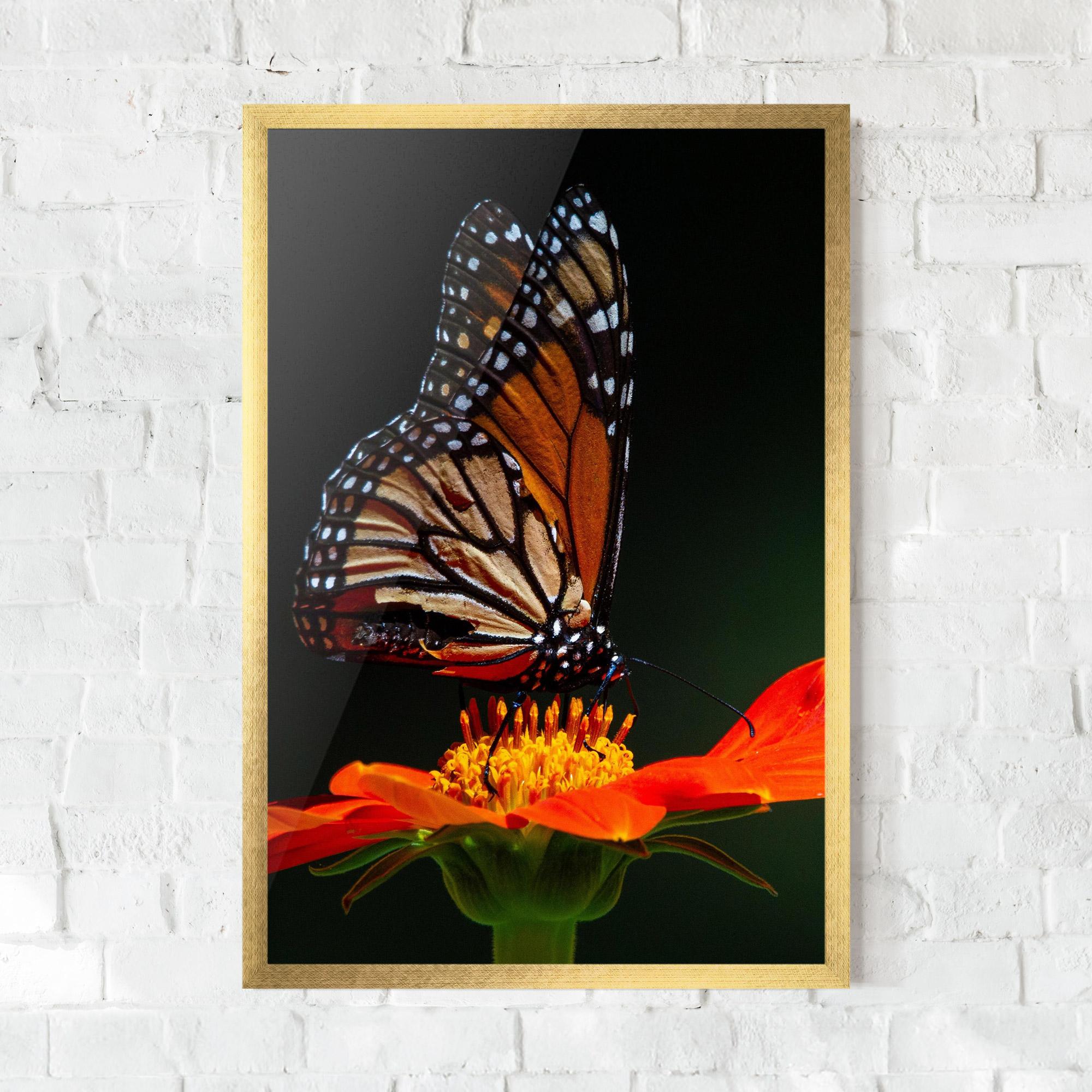 Gerahmte Poster Dark Orange Butterfy mockup 0
