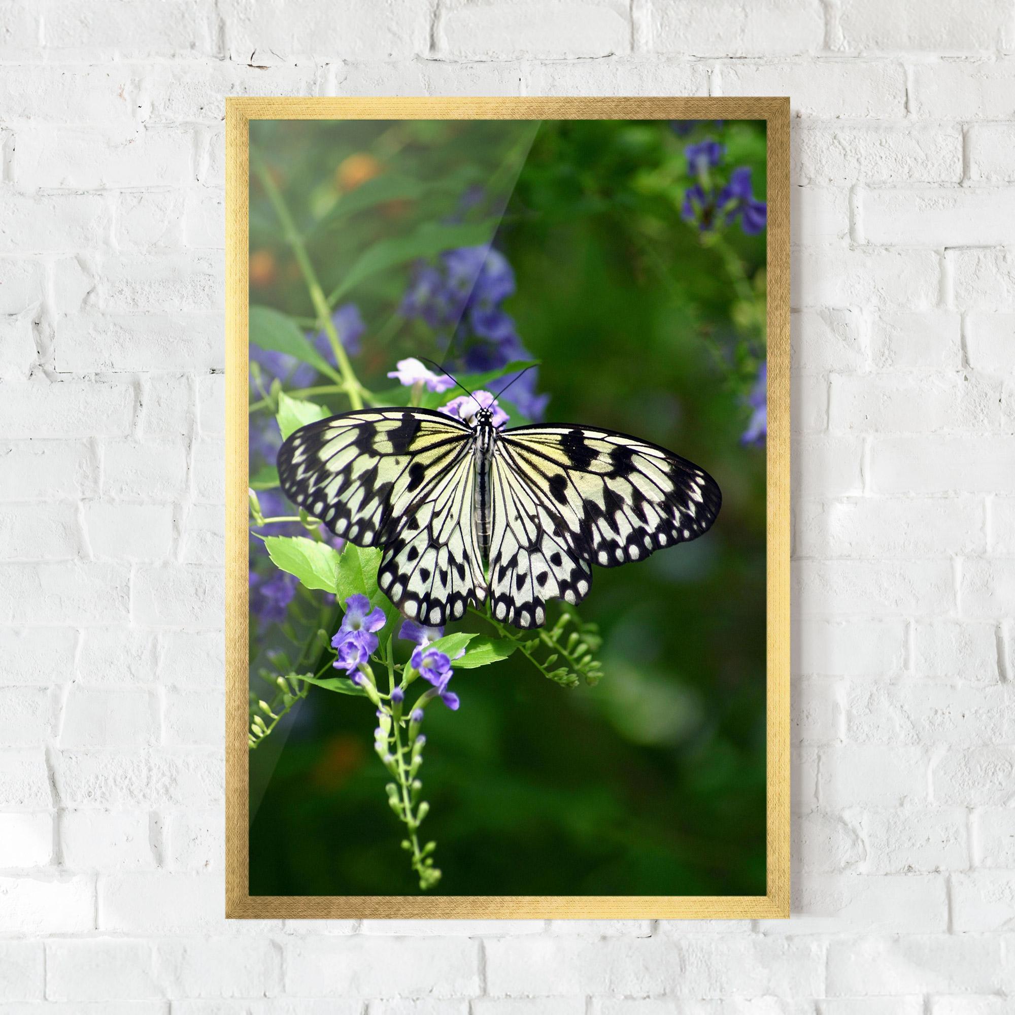 Gerahmte Poster Pretty White Butterfly mockup 0