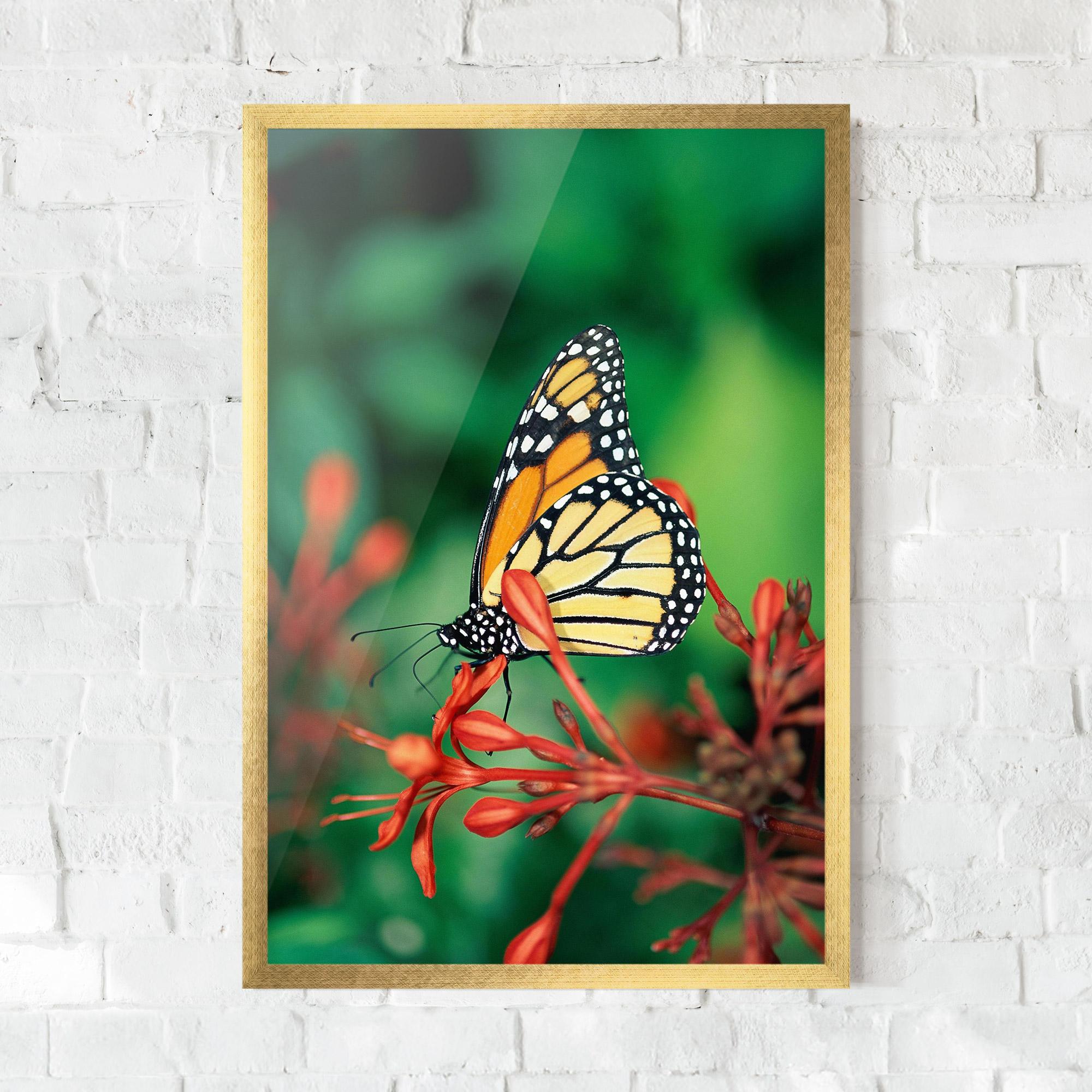 Gerahmte Poster Small Orange Butterfly mockup 0