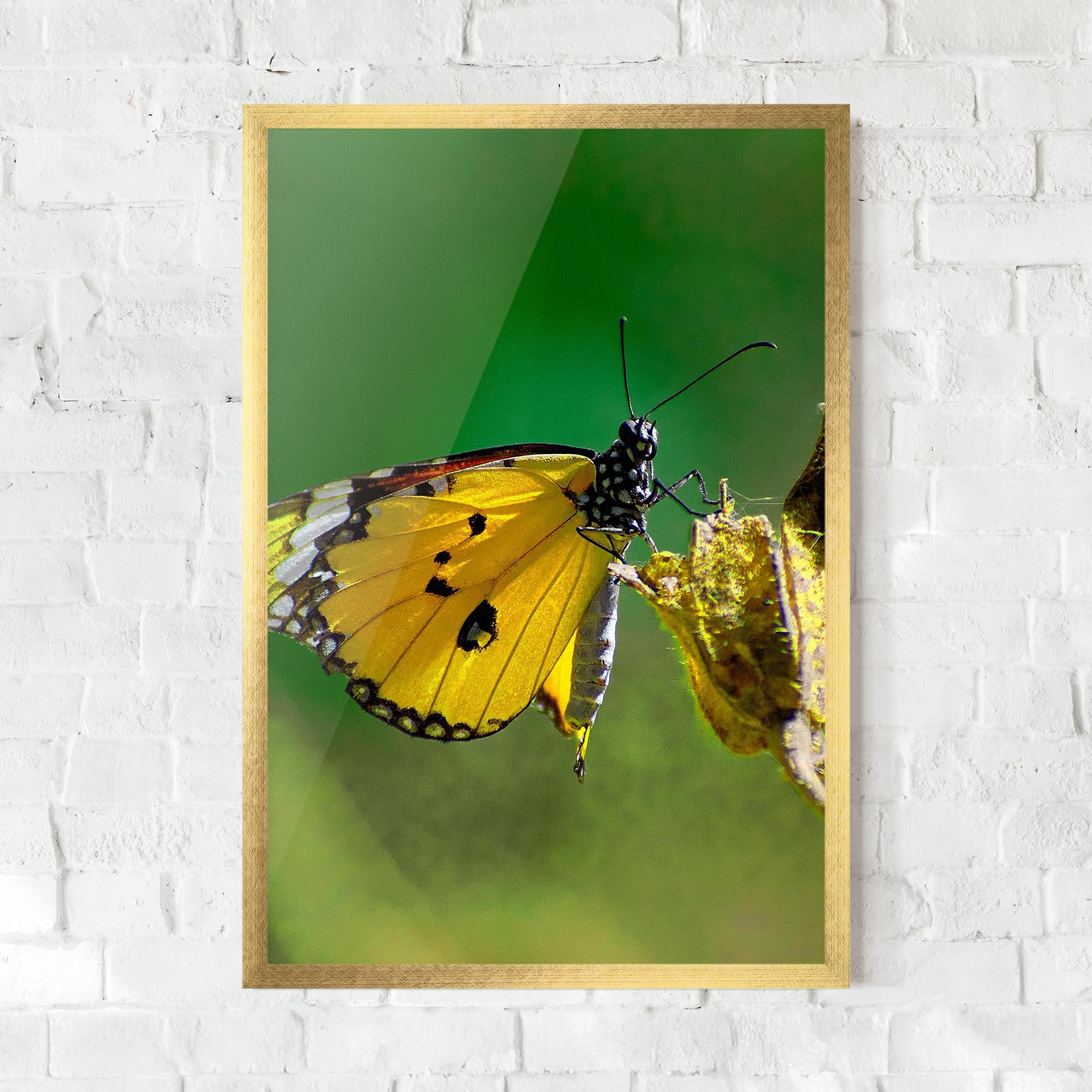Gerahmte Poster Yellow White Butterfly mockup 0