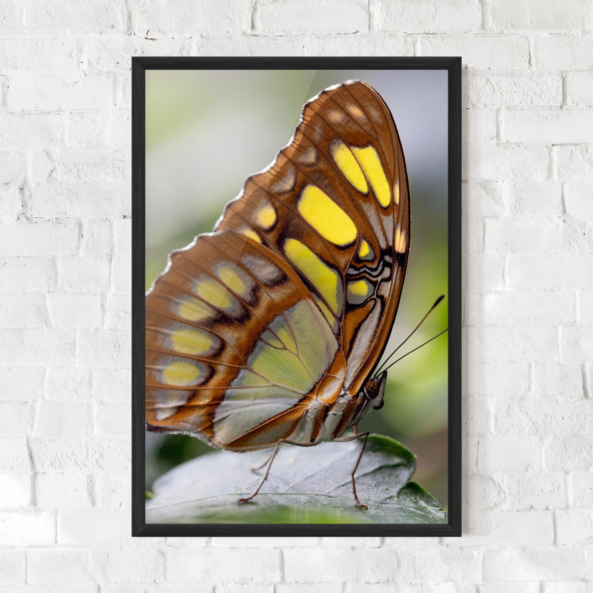 Gerahmte Poster Brown Yellow Butterfly mockup 0