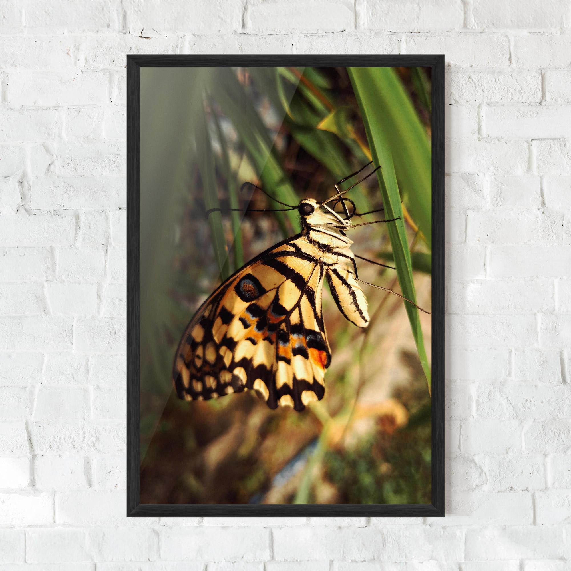 Gerahmte Poster Wild Brown Butterfly mockup 0