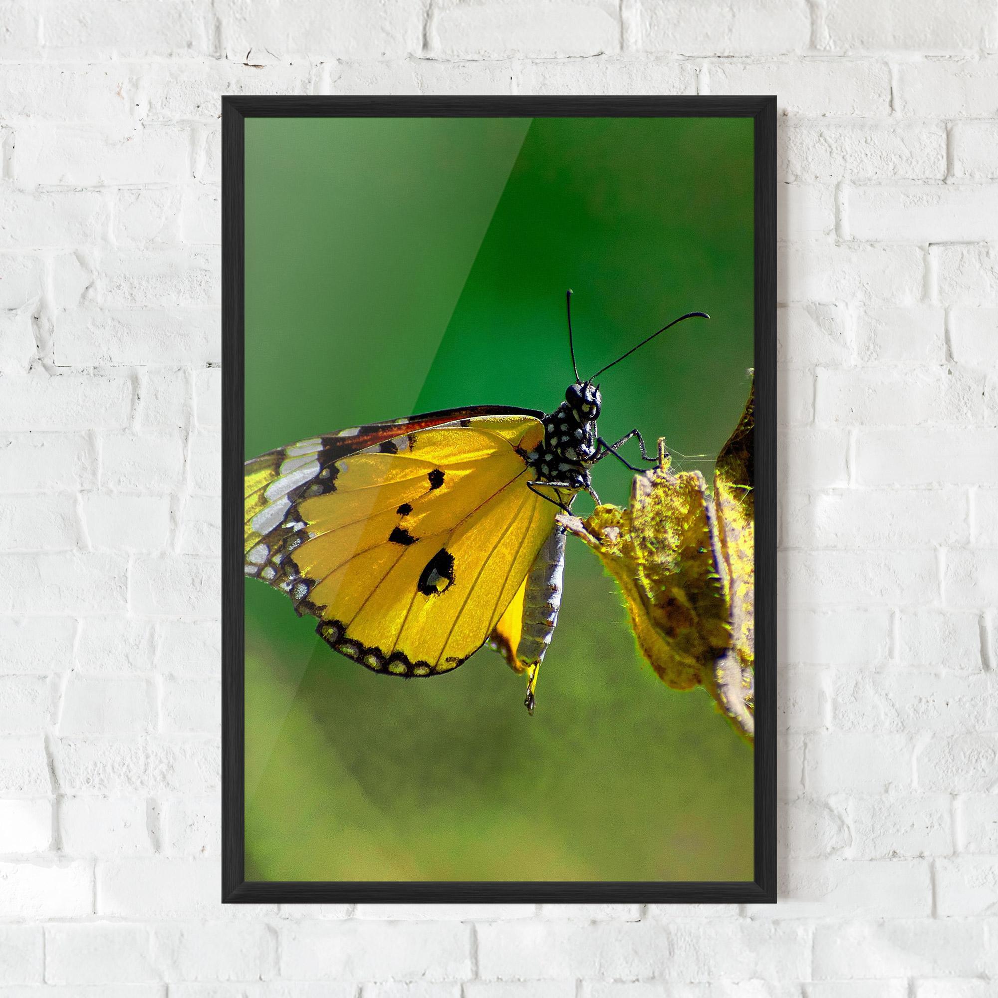 Gerahmte Poster Yellow White Butterfly mockup 0