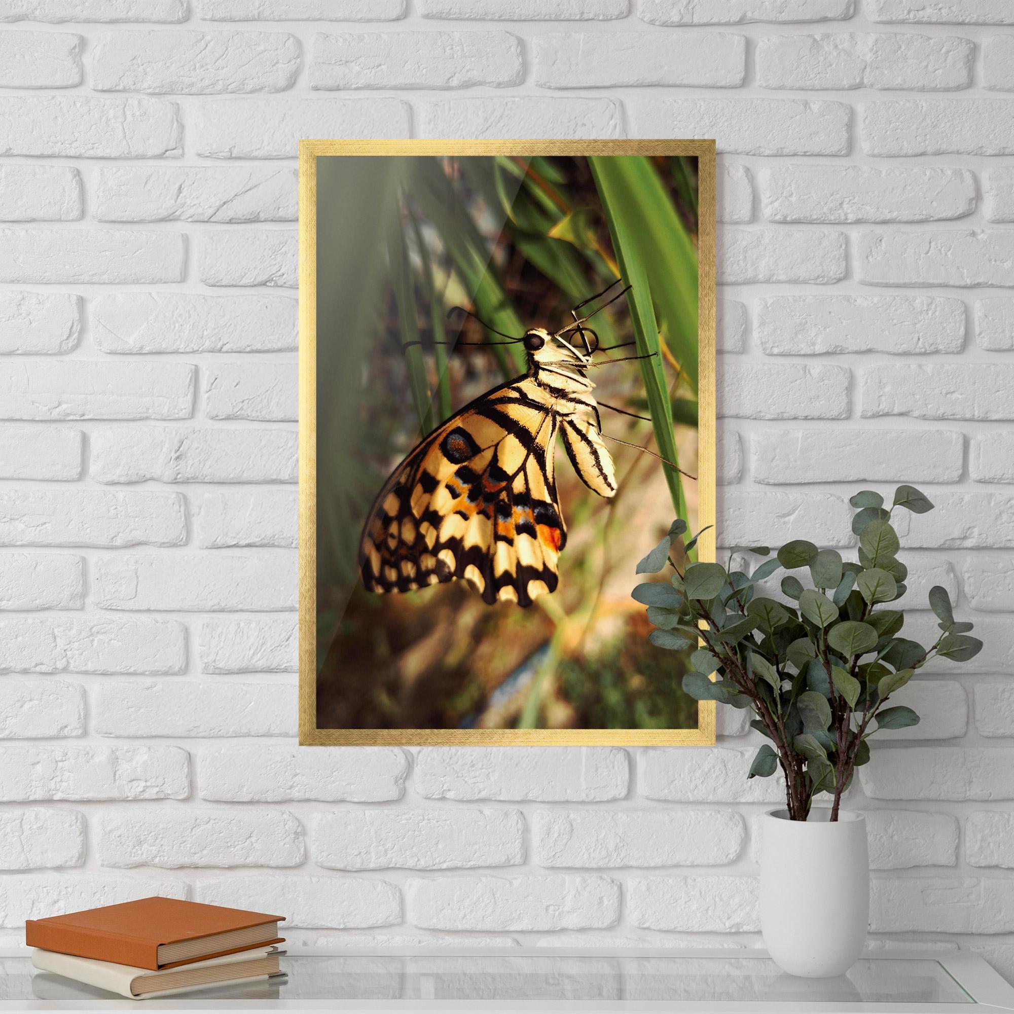 Gerahmte Poster Wild Brown Butterfly mockup 5