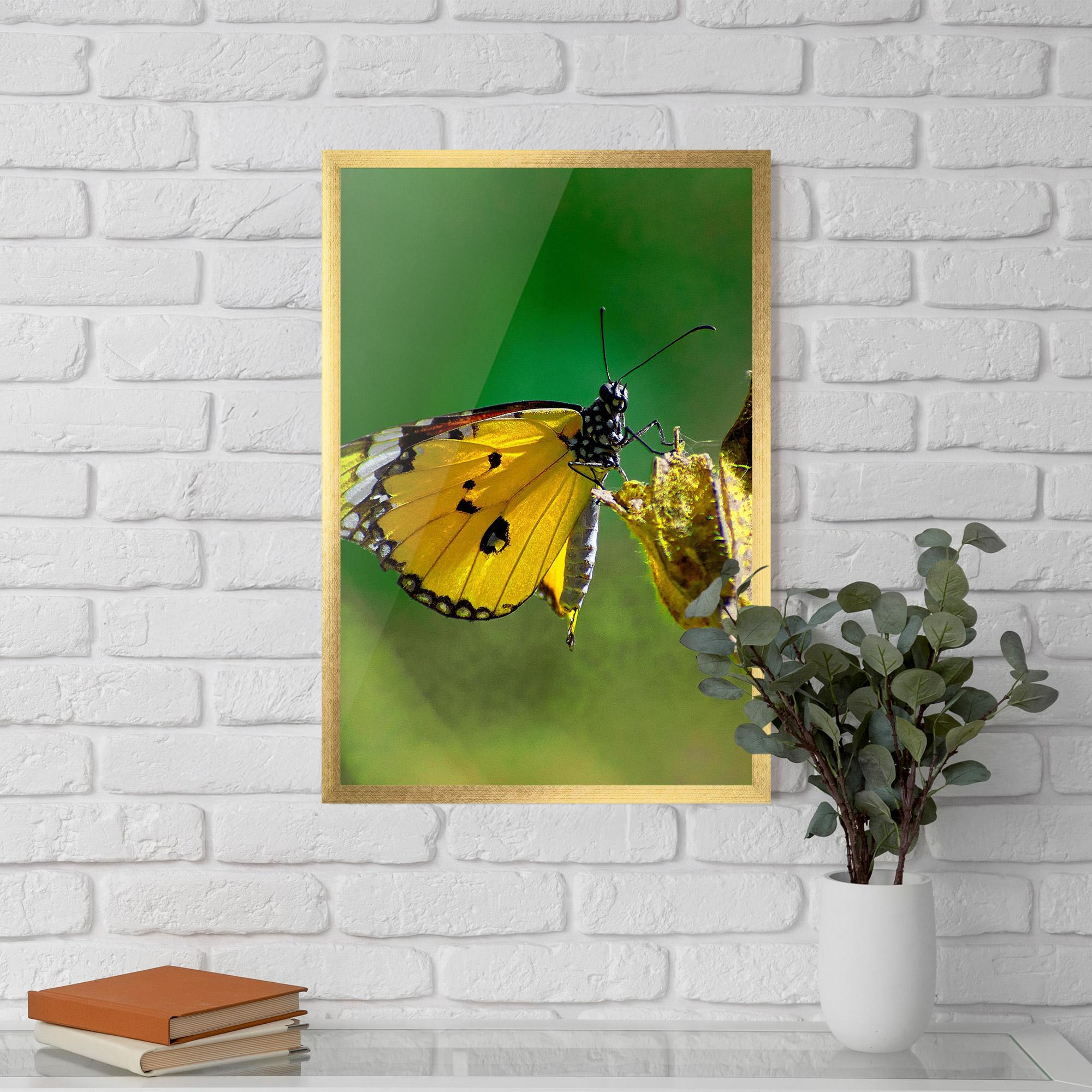 Gerahmte Poster Yellow White Butterfly mockup 5