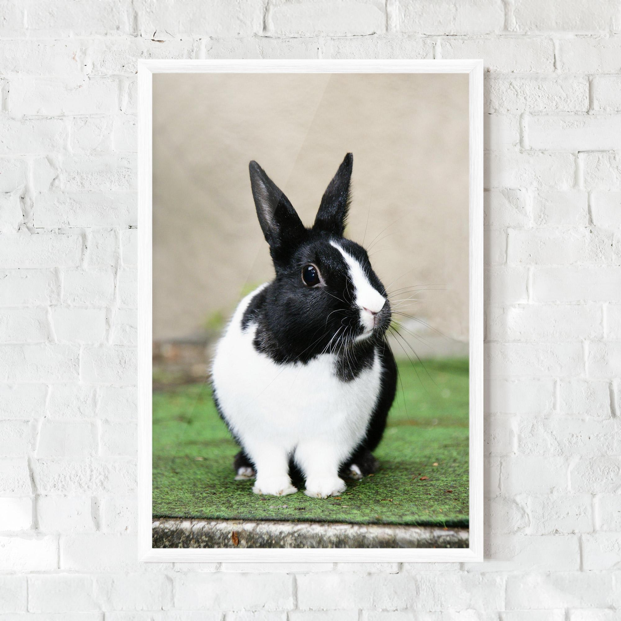 Gerahmte Poster Black Ear Rabbit mockup 0