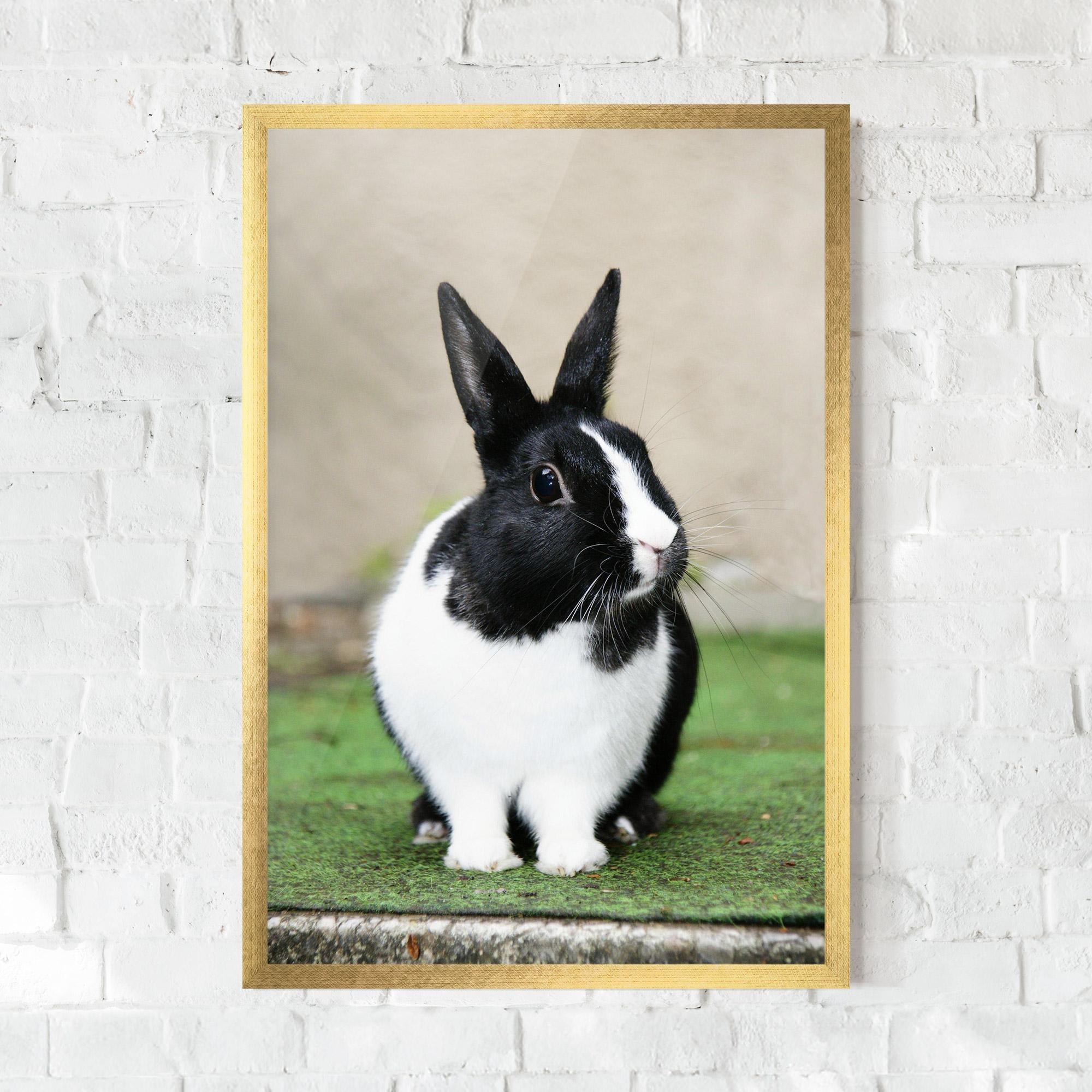 Gerahmte Poster Black Ear Rabbit mockup 0