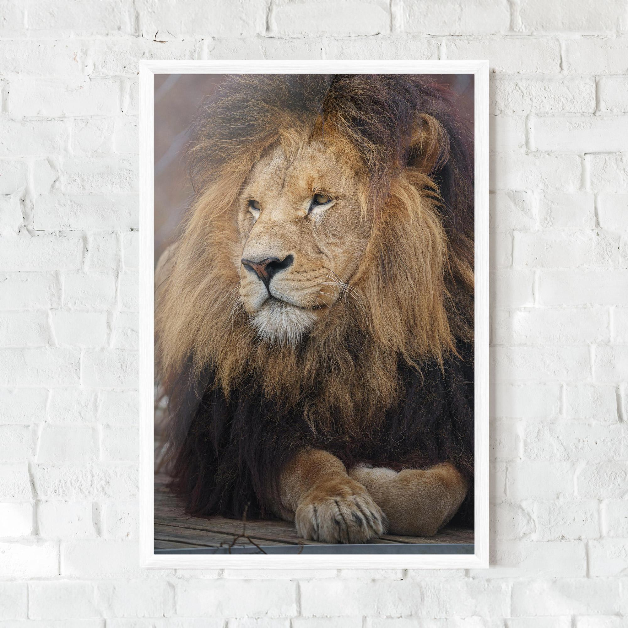 Gerahmte Poster Lion Chilling mockup 0