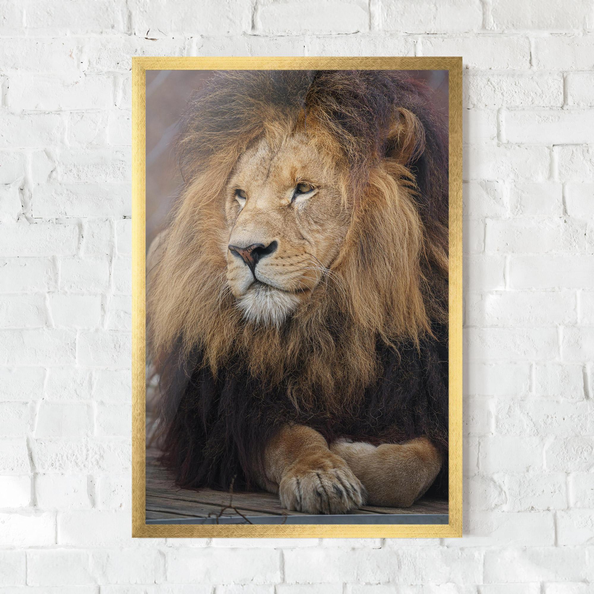 Gerahmte Poster Lion Chilling mockup 0