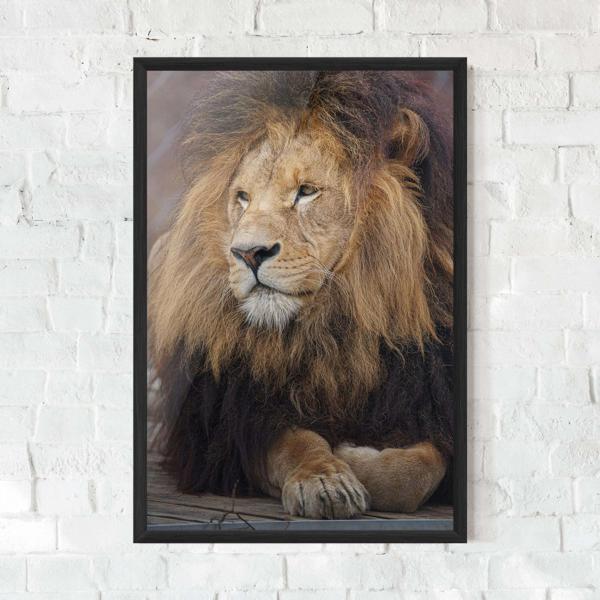 Gerahmte Poster Lion Chilling mockup 0