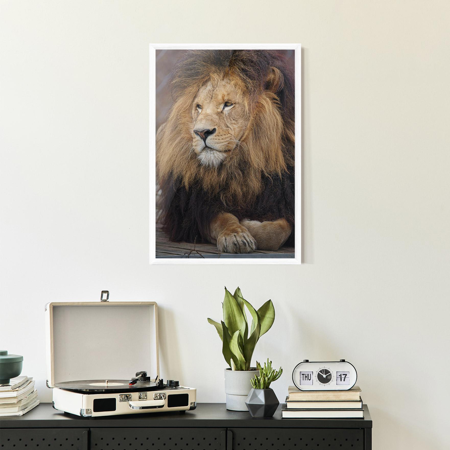 Gerahmte Poster Lion Chilling mockup 2