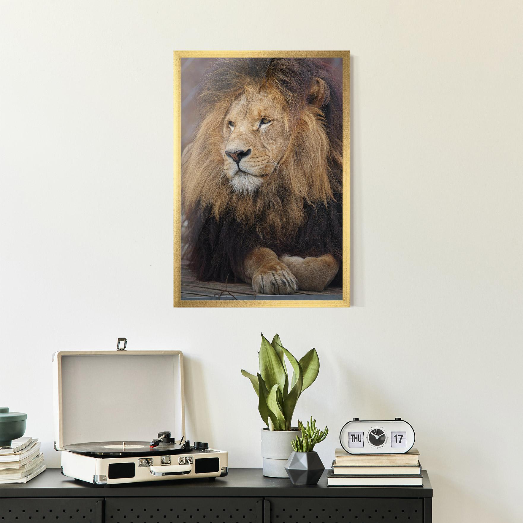 Gerahmte Poster Lion Chilling mockup 2