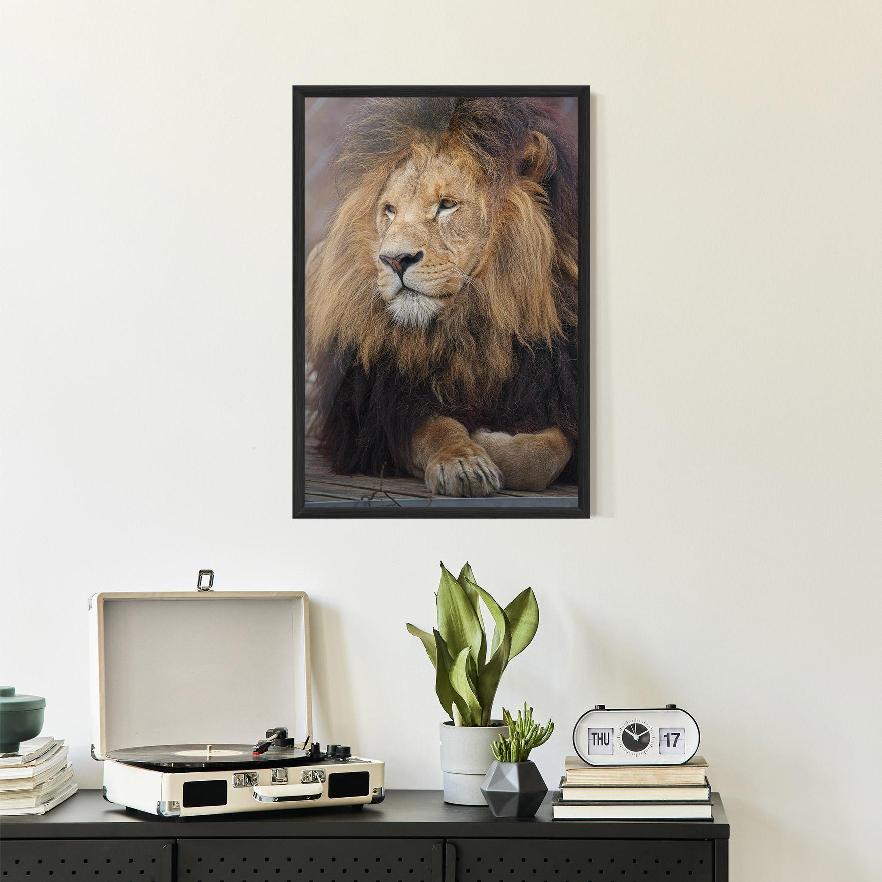 Gerahmte Poster Lion Chilling mockup 2