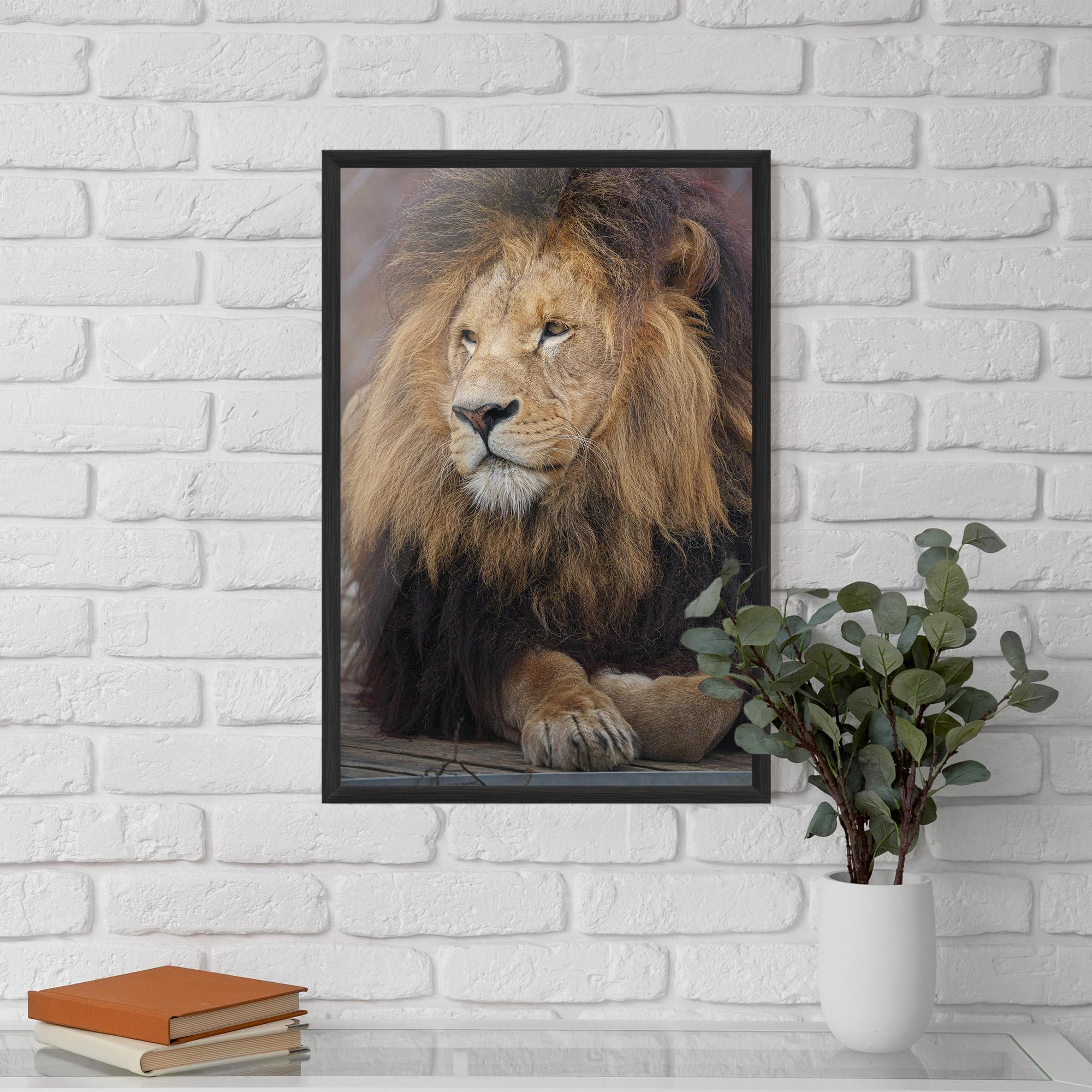 Gerahmte Poster Lion Chilling mockup 5