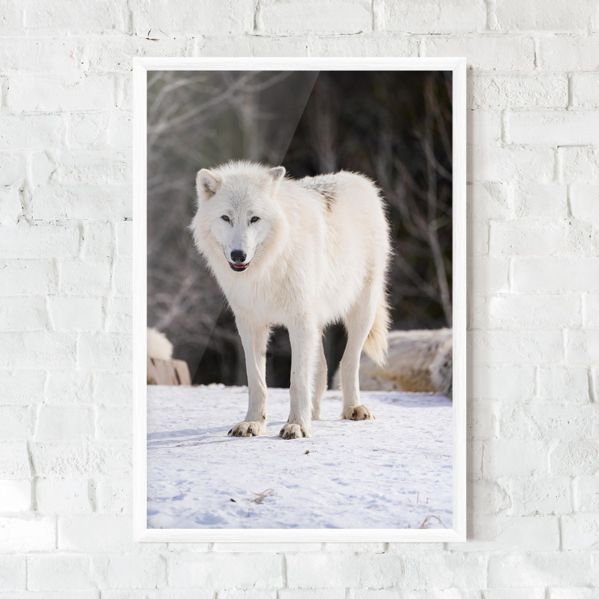 Beautiful White Wolf mockup 0