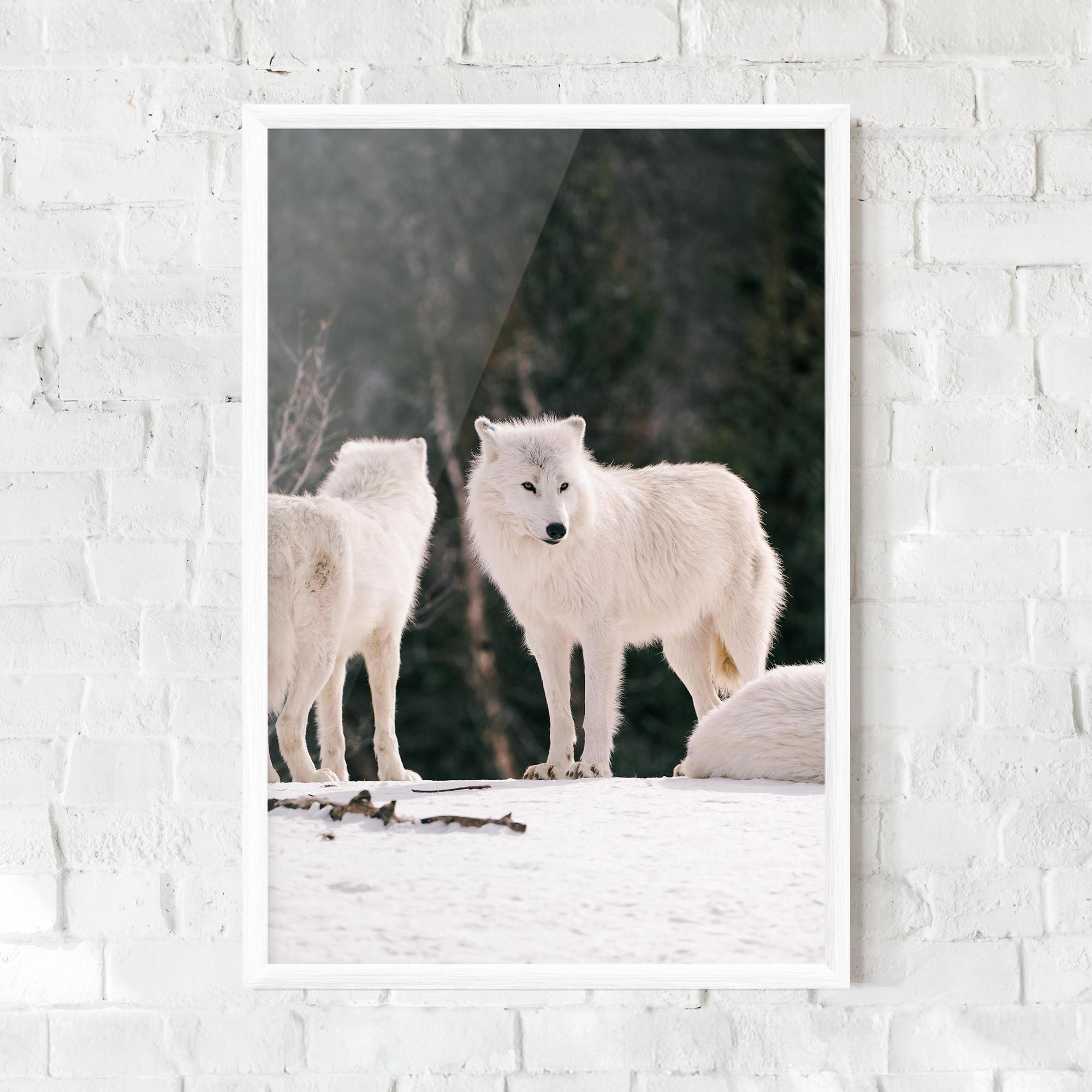Gerahmte Poster White Wolf Waiting mockup 0