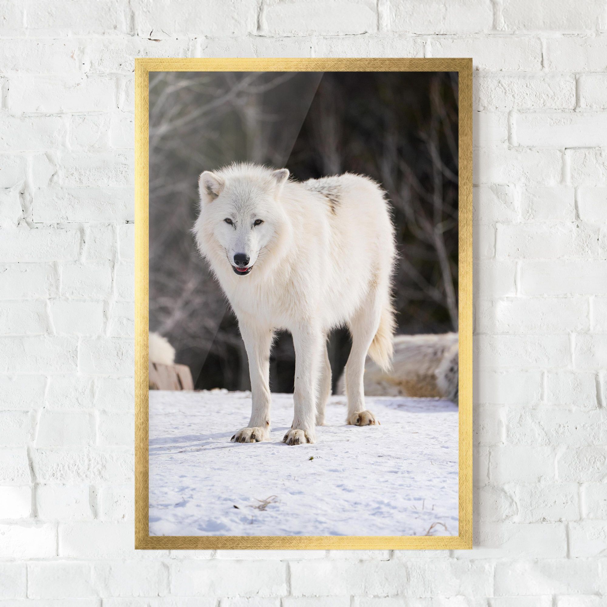 Beautiful White Wolf mockup 0
