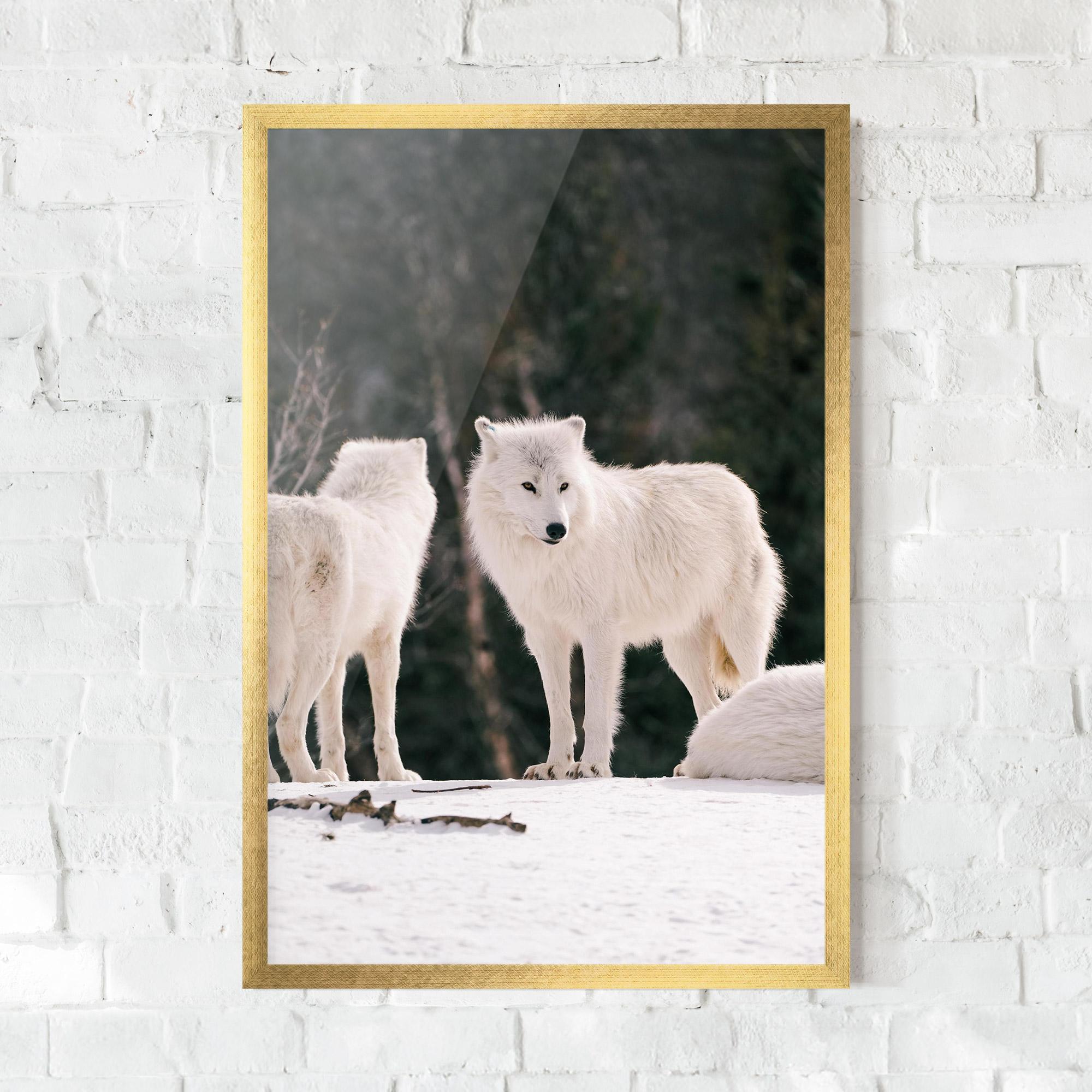 Gerahmte Poster White Wolf Waiting mockup 0