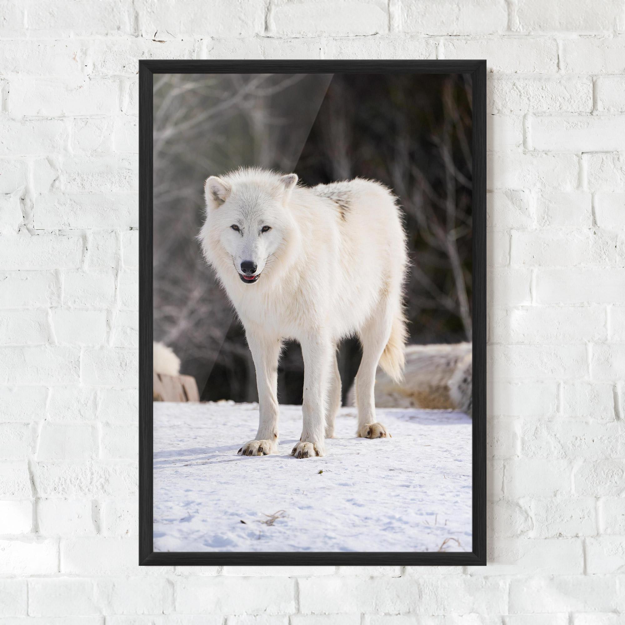 Gerahmte Poster Beautiful White Wolf mockup 0