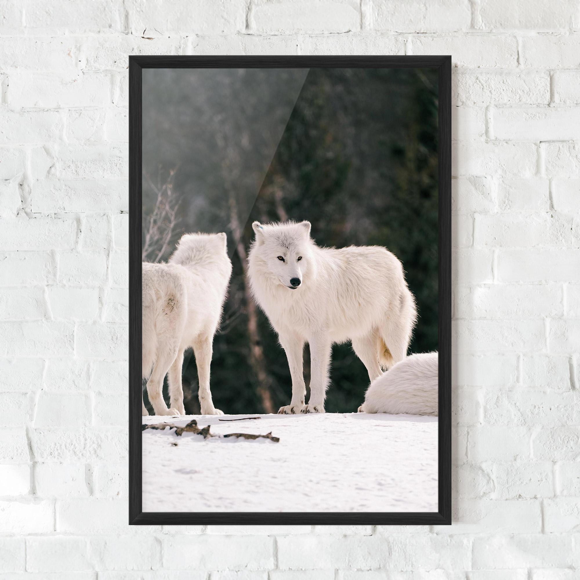 Gerahmte Poster White Wolf Waiting mockup 0