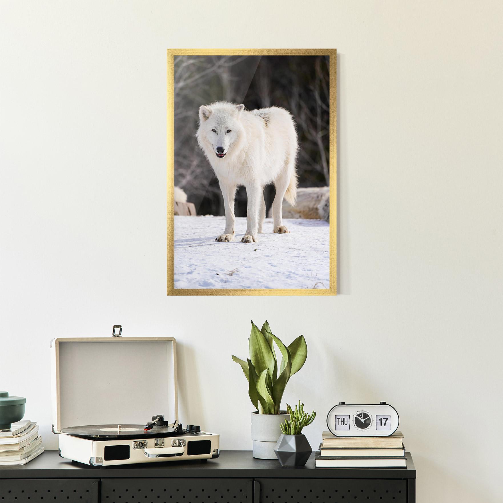 Gerahmte Poster Beautiful White Wolf mockup 2