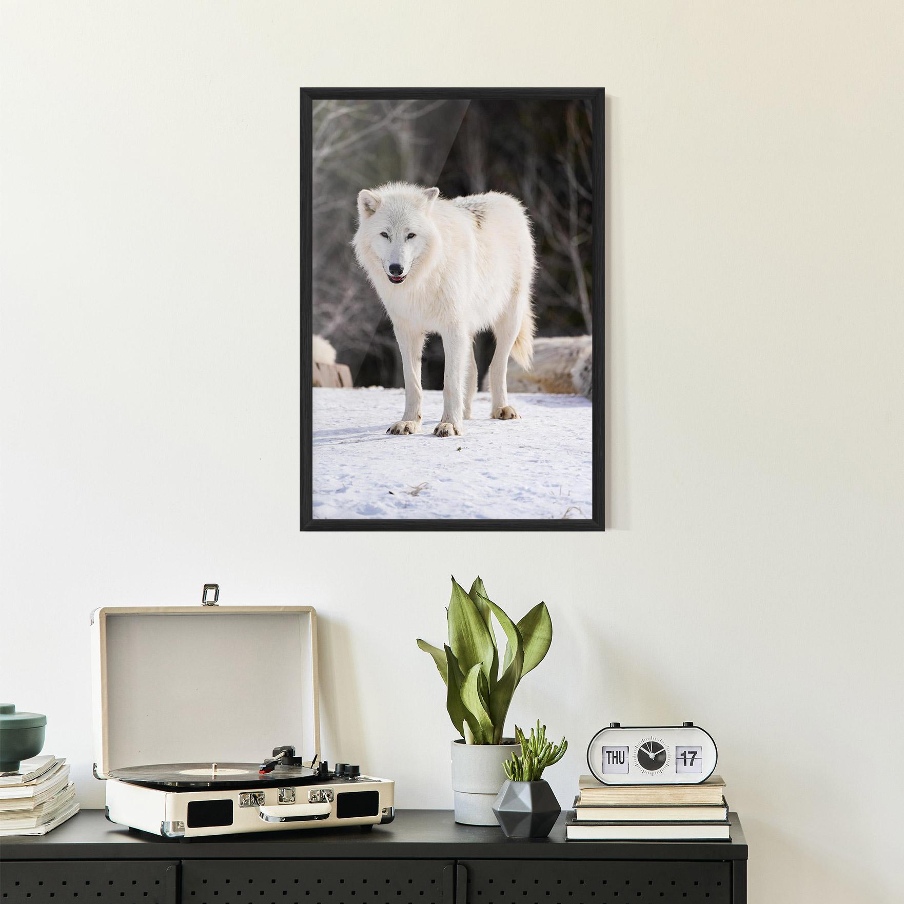 Gerahmte Poster Beautiful White Wolf mockup 2