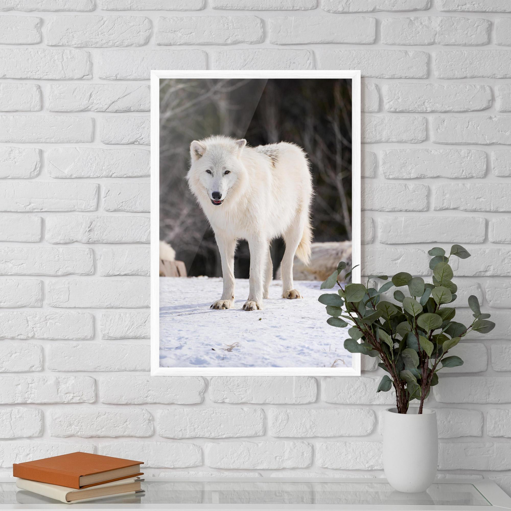 Gerahmte Poster Beautiful White Wolf mockup 5