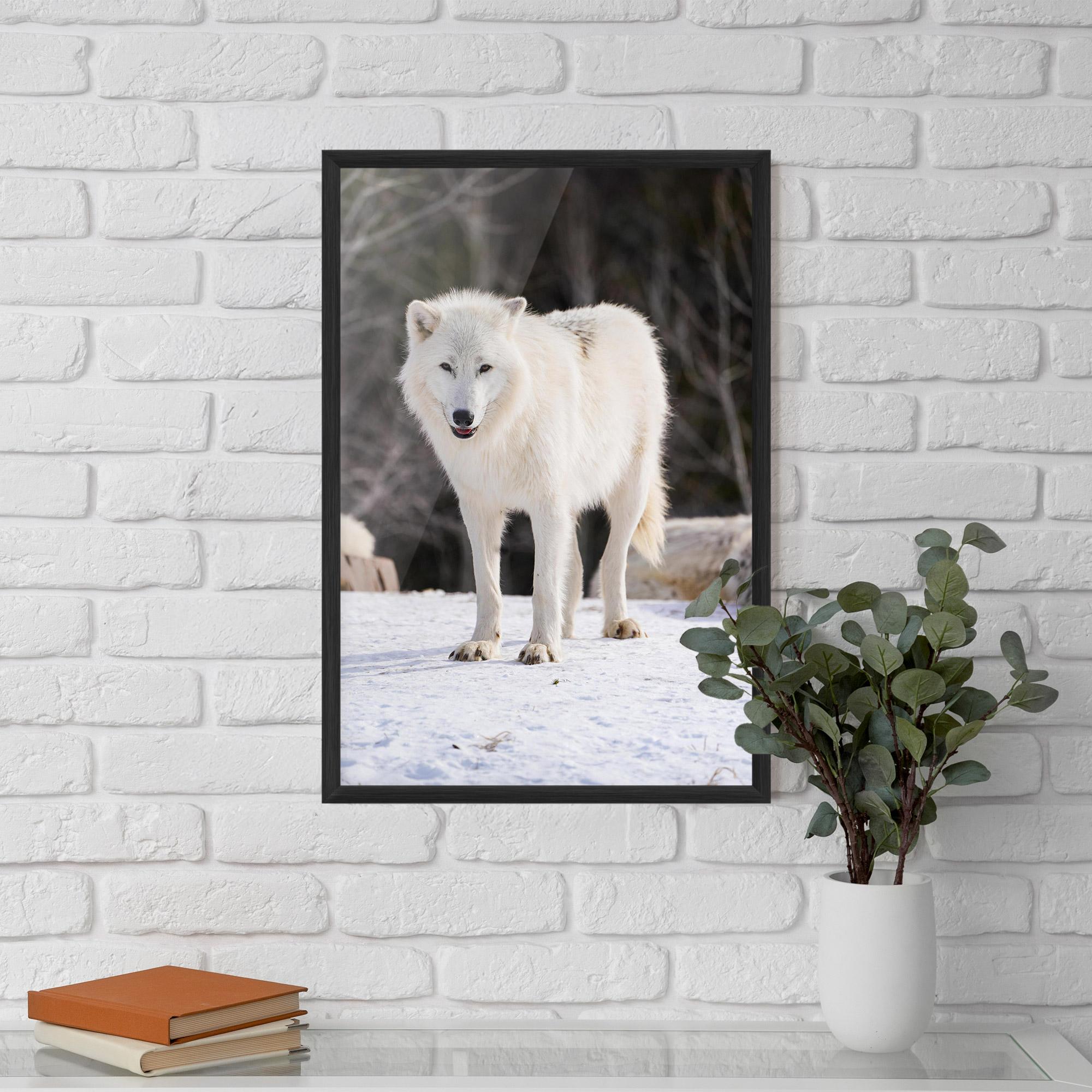 Gerahmte Poster Beautiful White Wolf mockup 5