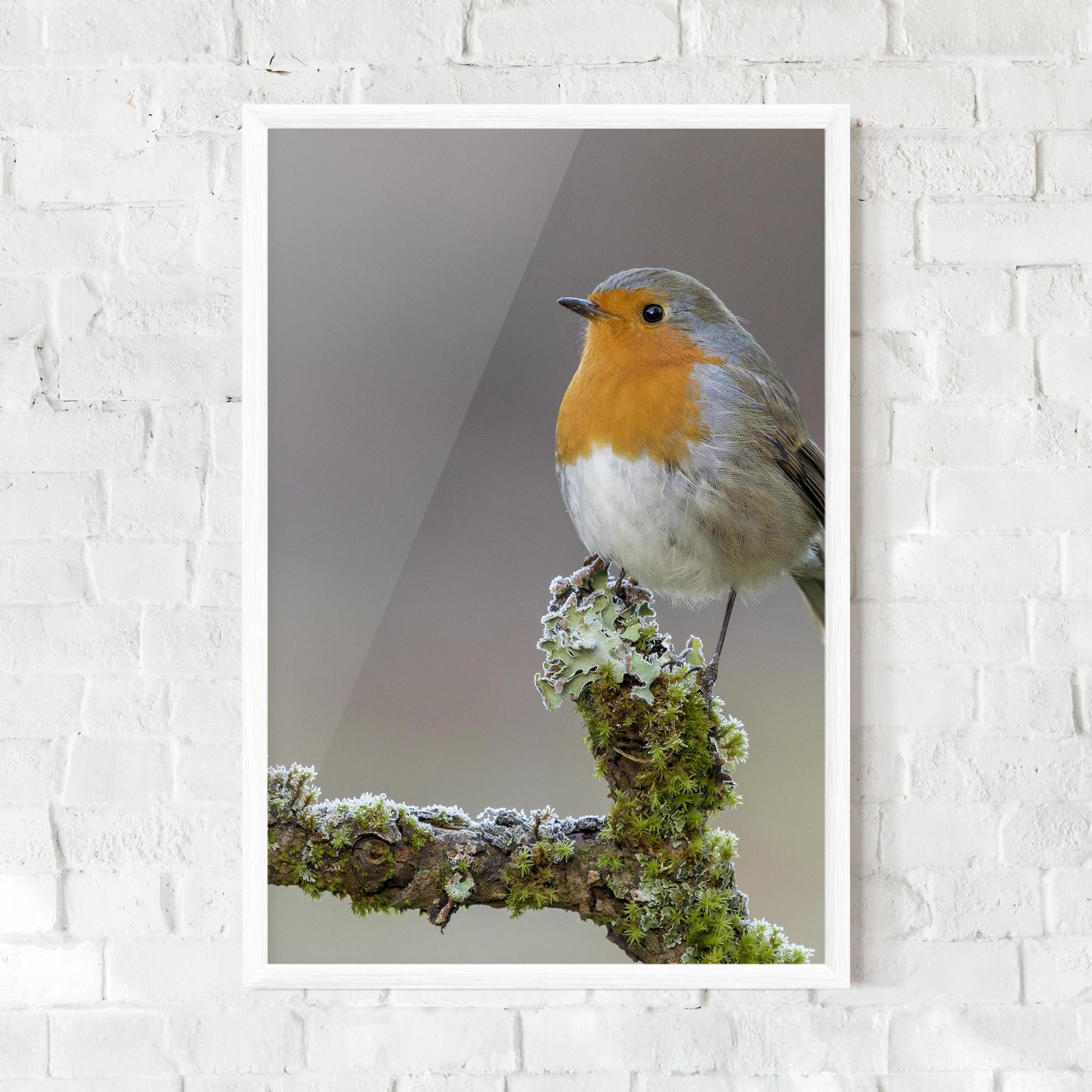 Gerahmte Poster Erithacus Bird mockup 0