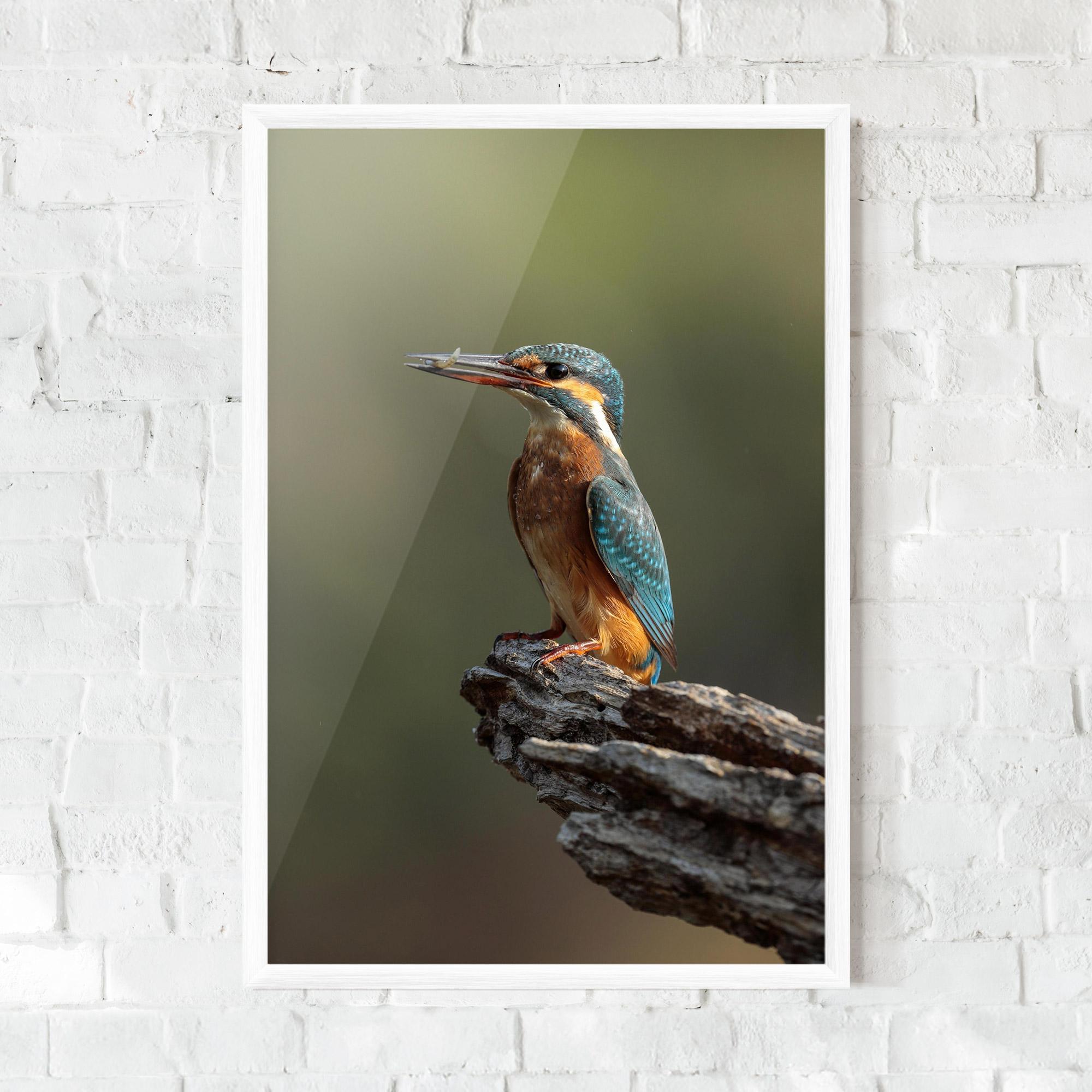 Gerahmte Poster Female Kingfisher mockup 0