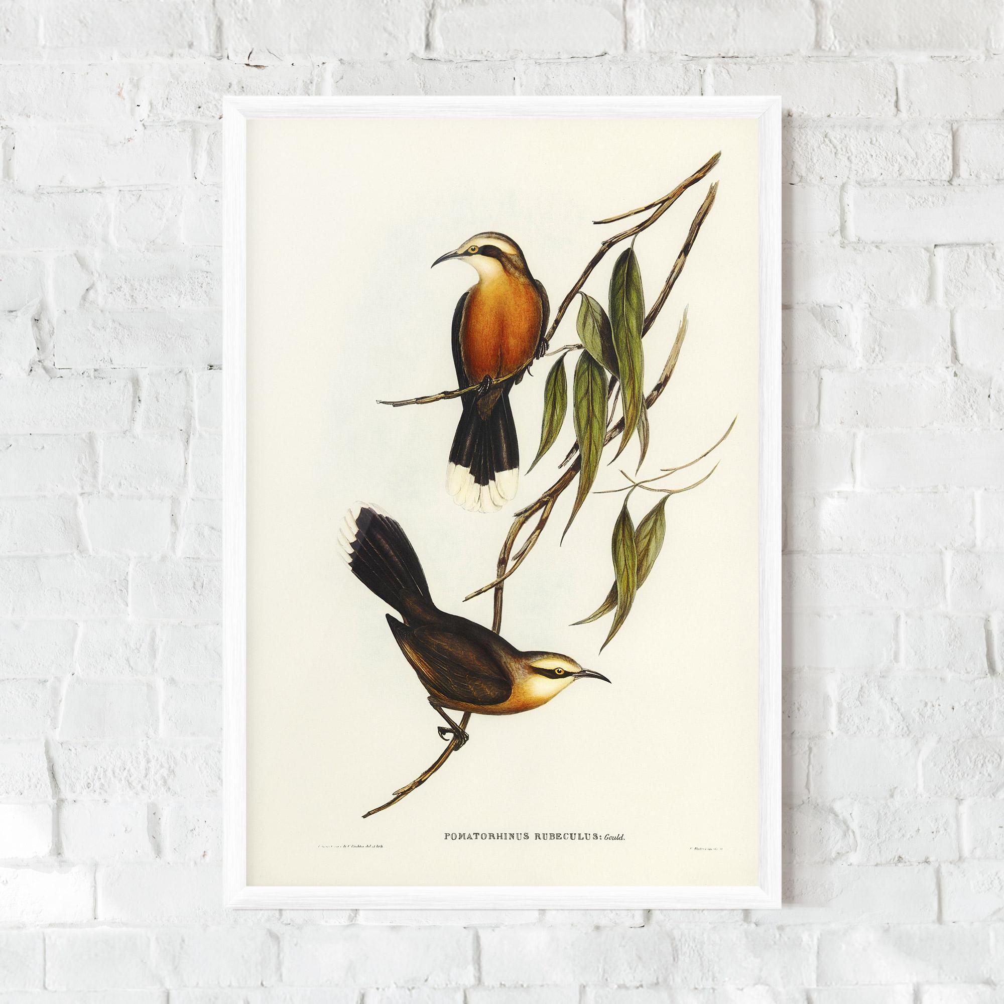 Gerahmte Poster Red Pomatorhinus mockup 0