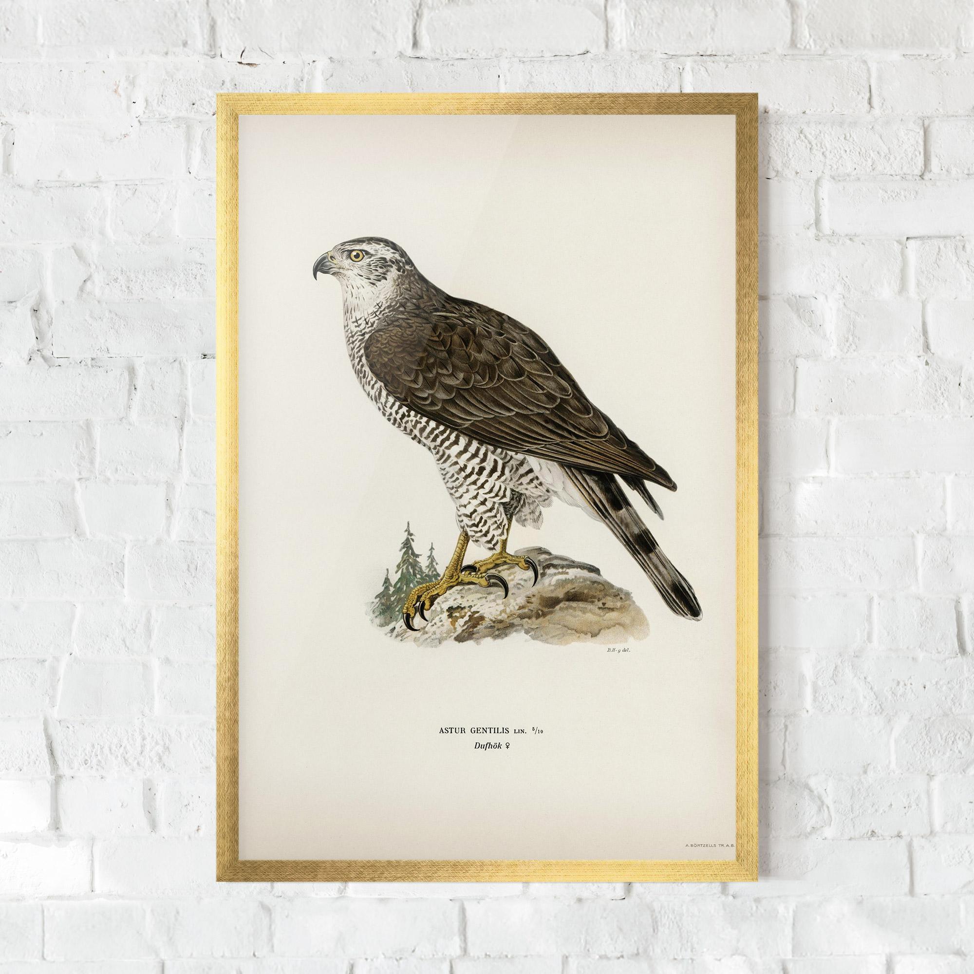 Gerahmte Poster Astur Gentilis mockup 0