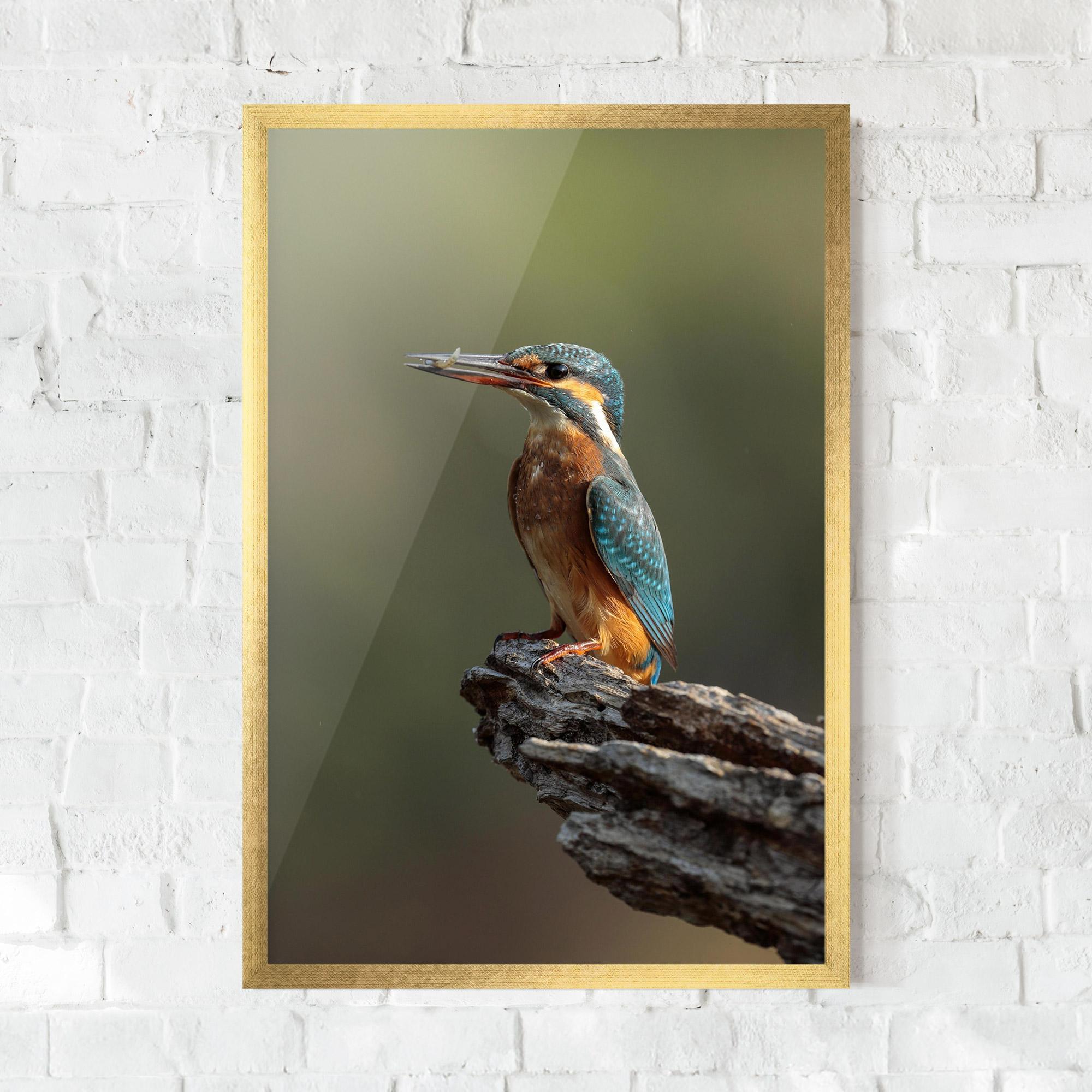 Gerahmte Poster Female Kingfisher mockup 0