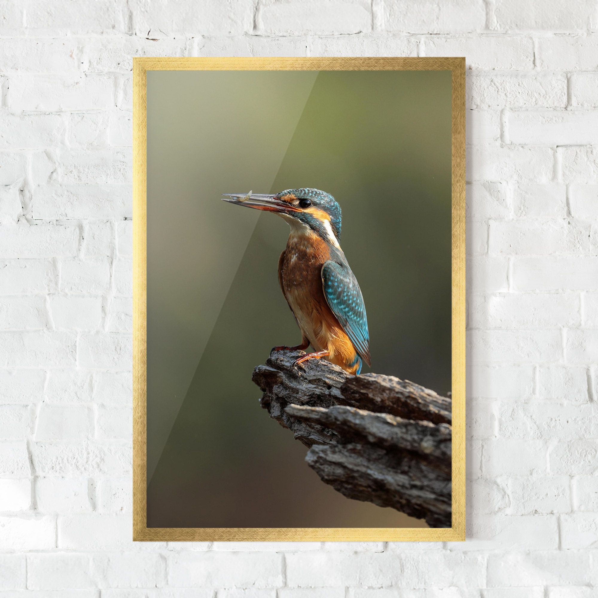 Female Kingfisher mockup 0