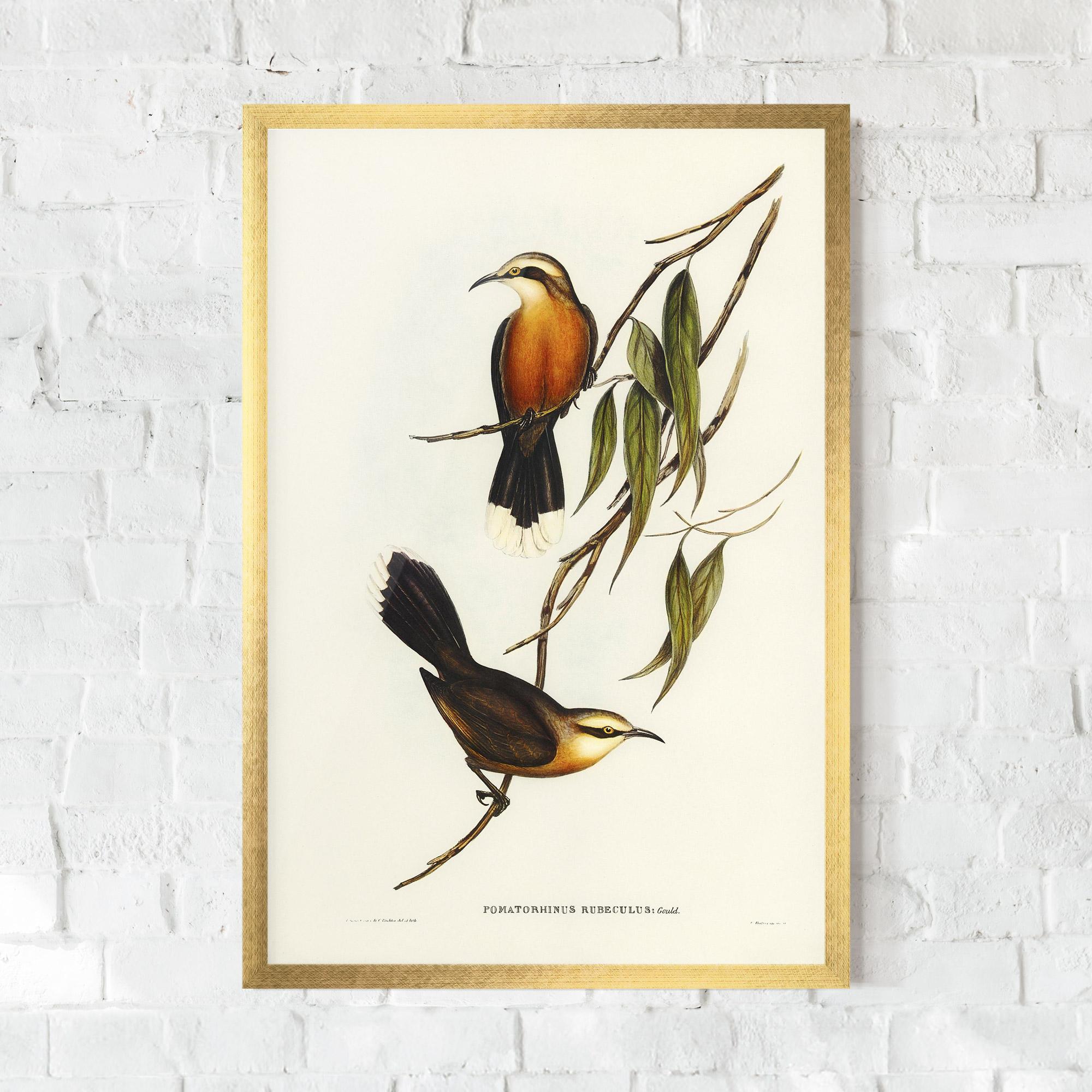 Gerahmte Poster Red Pomatorhinus mockup 0