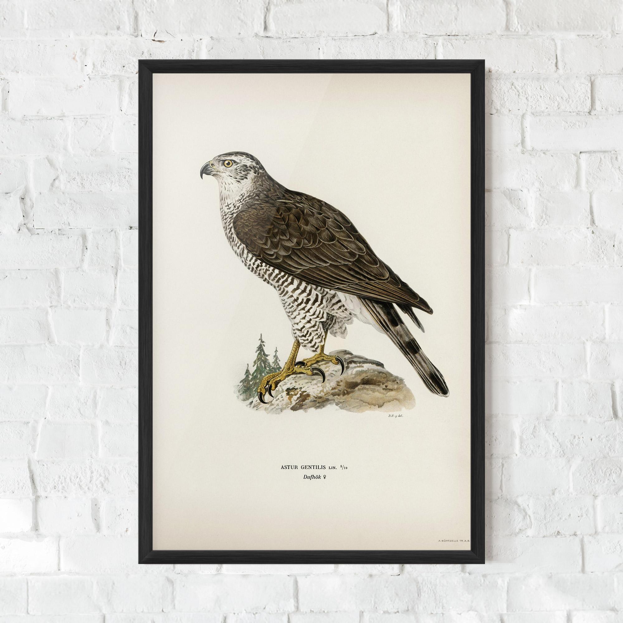 Gerahmte Poster Astur Gentilis mockup 0