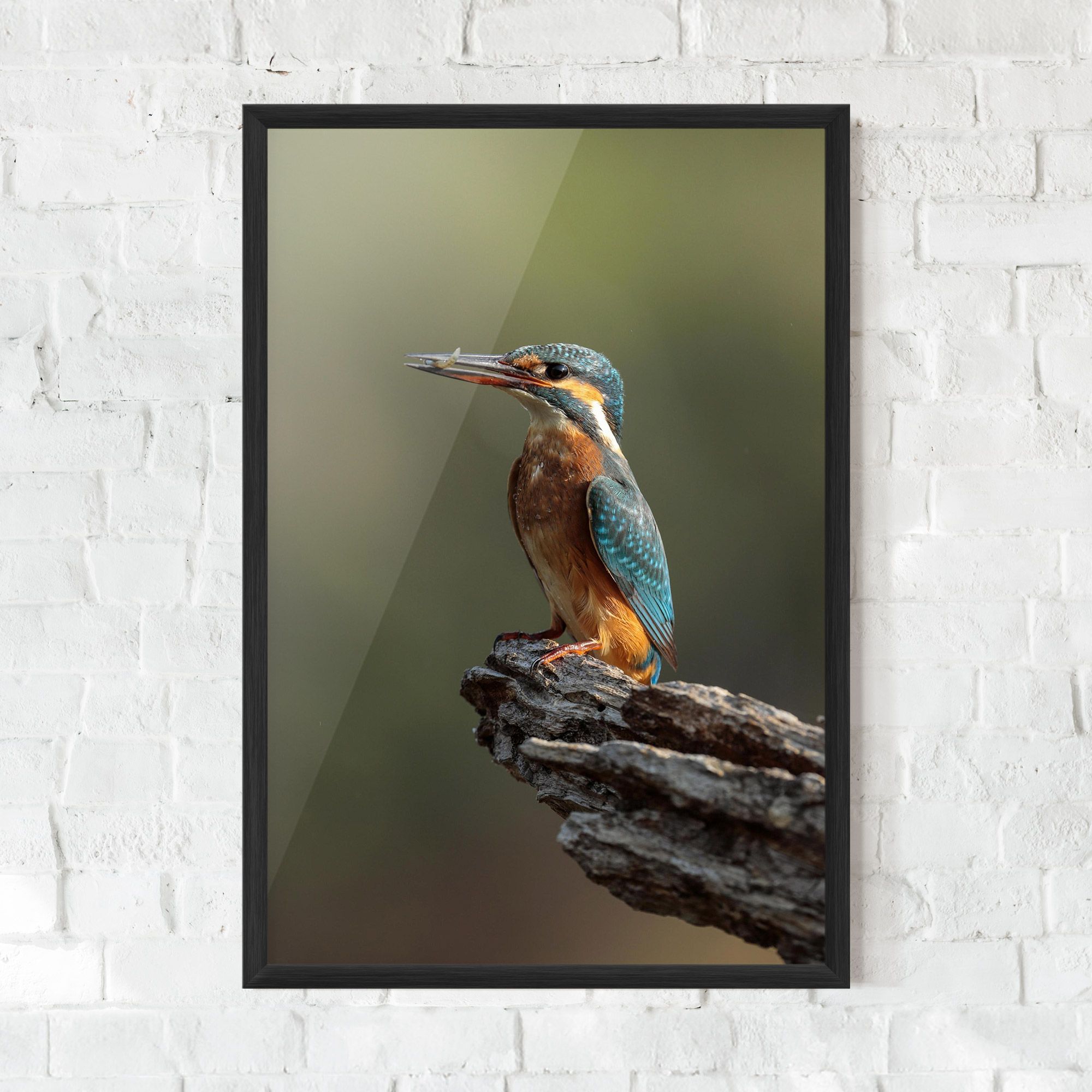 Female Kingfisher mockup 0