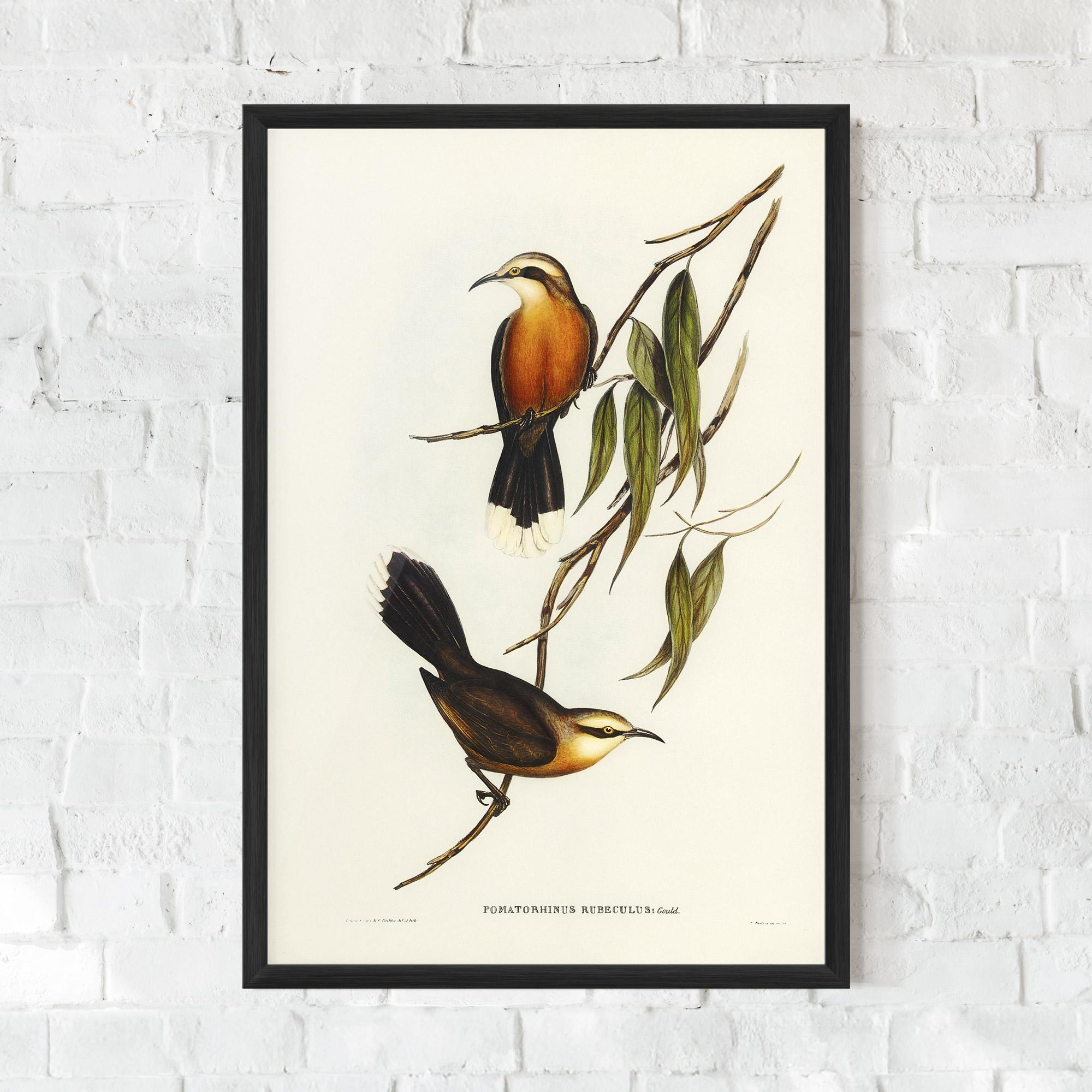 Gerahmte Poster Red Pomatorhinus mockup 0