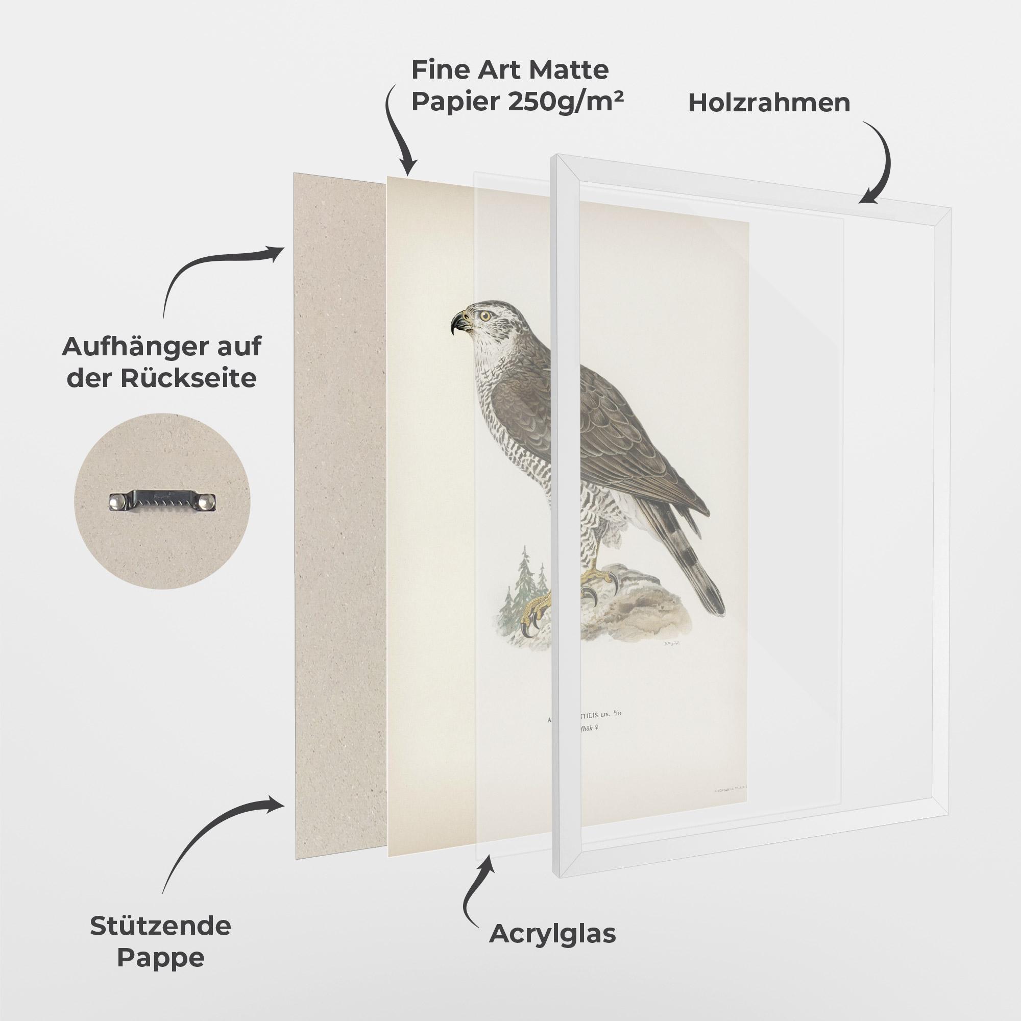 Gerahmte Poster Astur Gentilis mockup 1