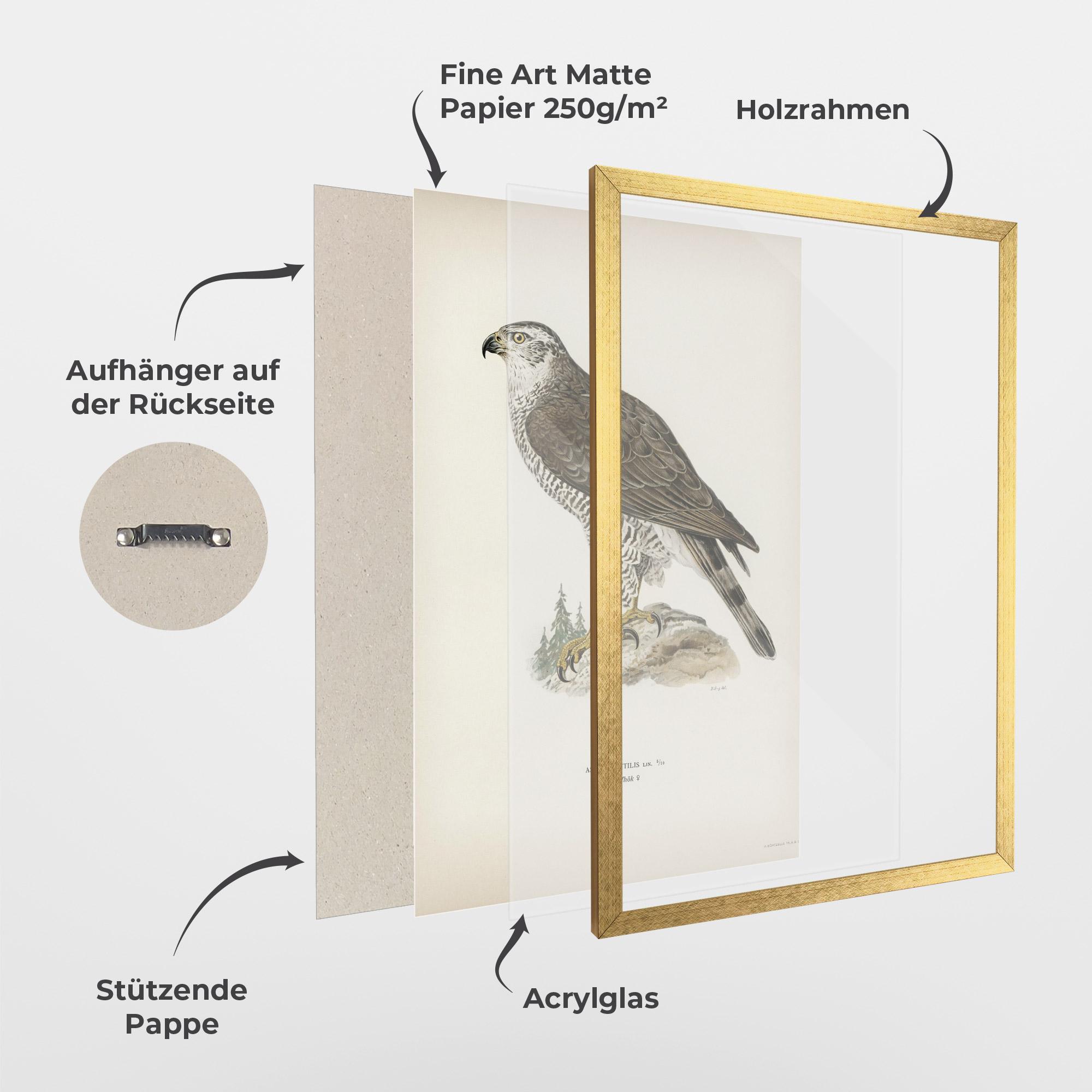 Gerahmte Poster Astur Gentilis mockup 1