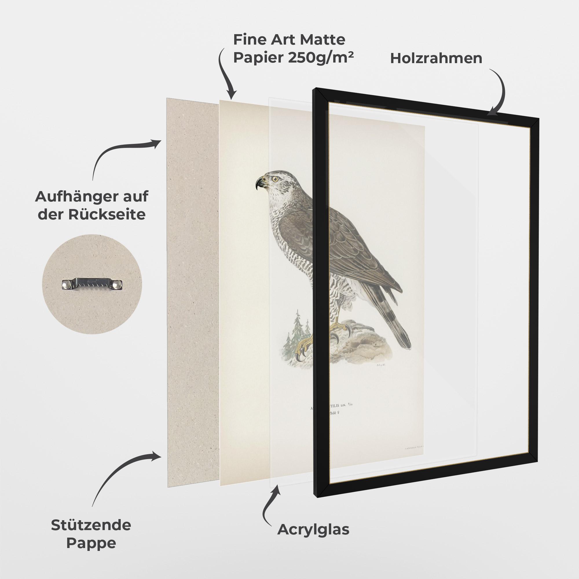 Gerahmte Poster Astur Gentilis mockup 1