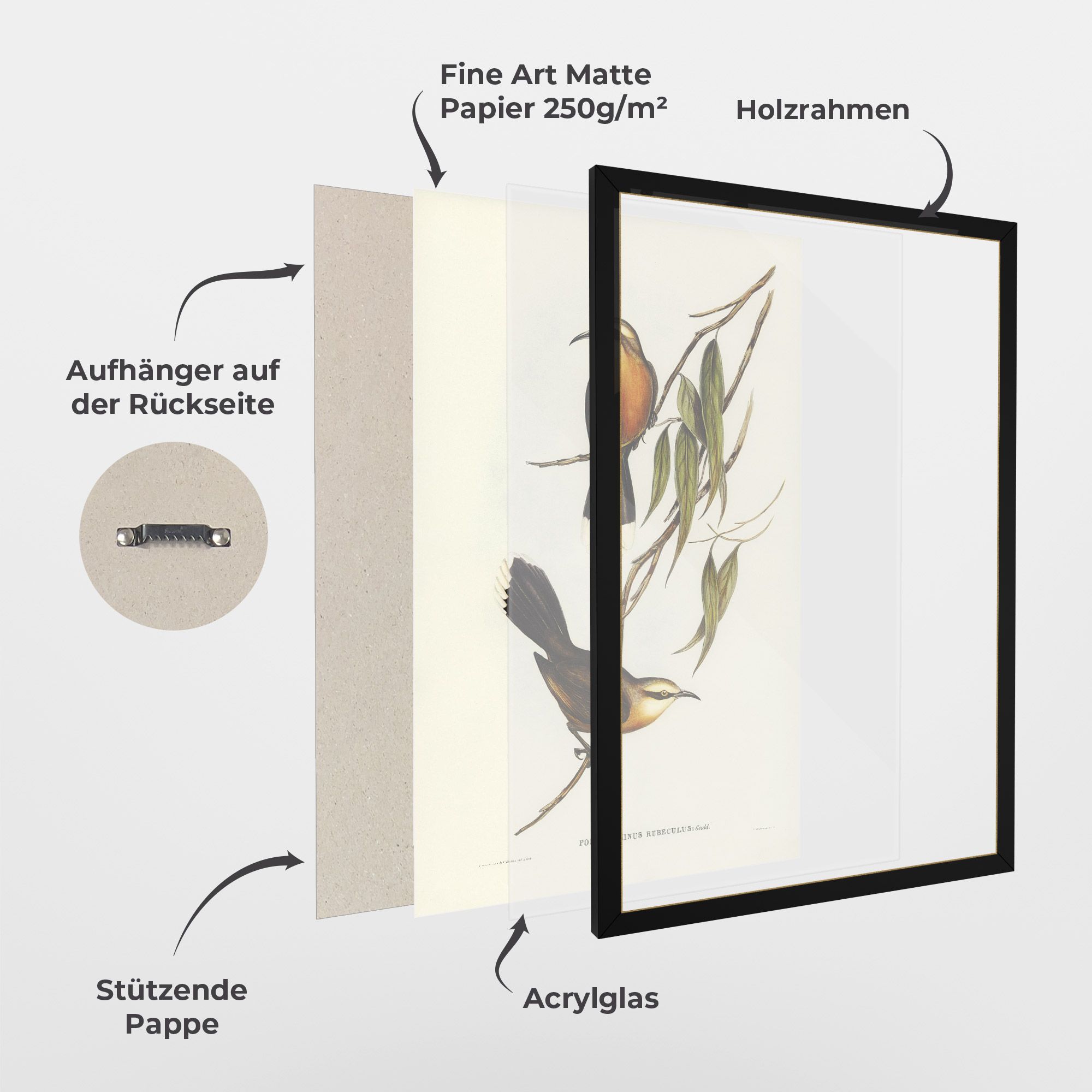 Red Pomatorhinus mockup 1