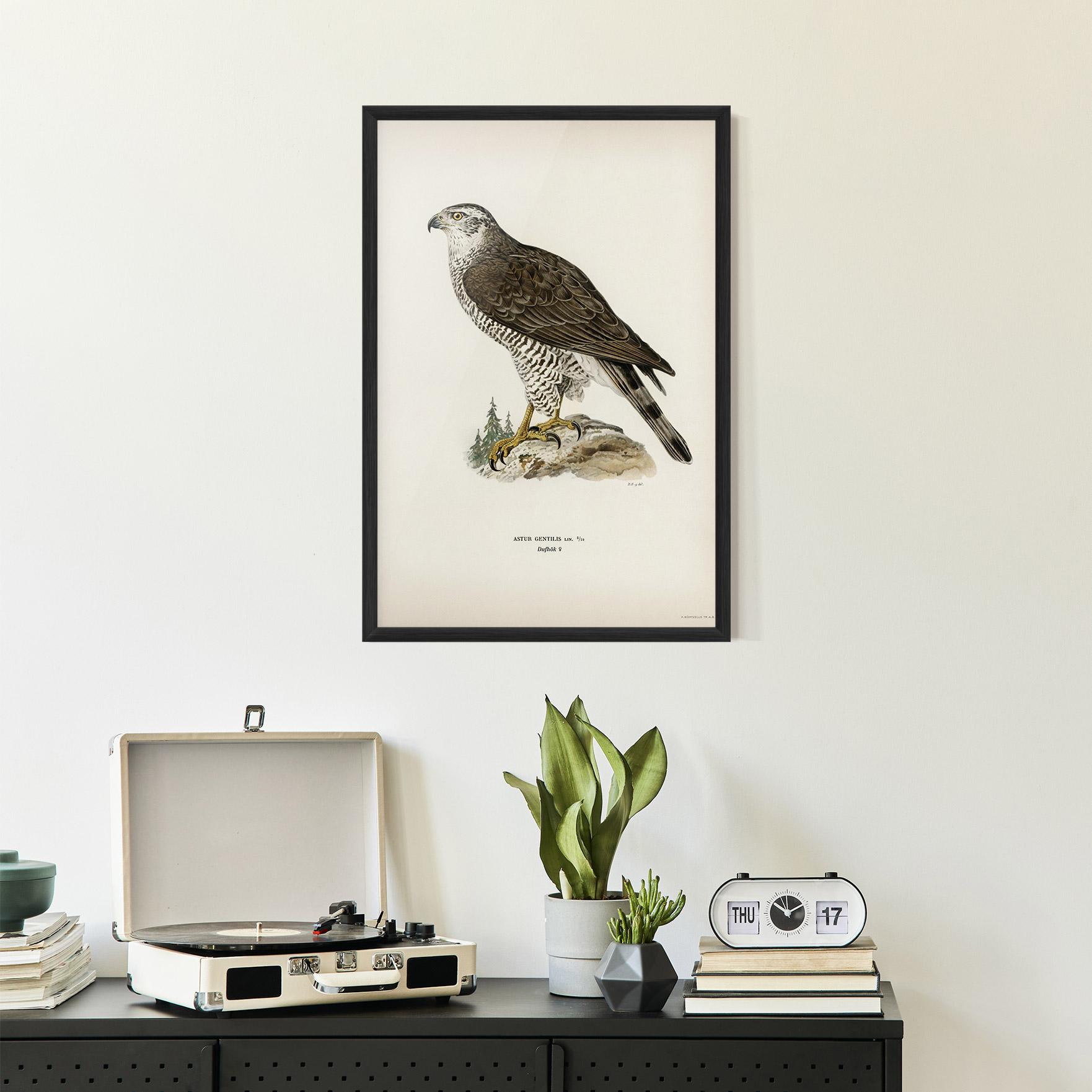 Gerahmte Poster Astur Gentilis mockup 2