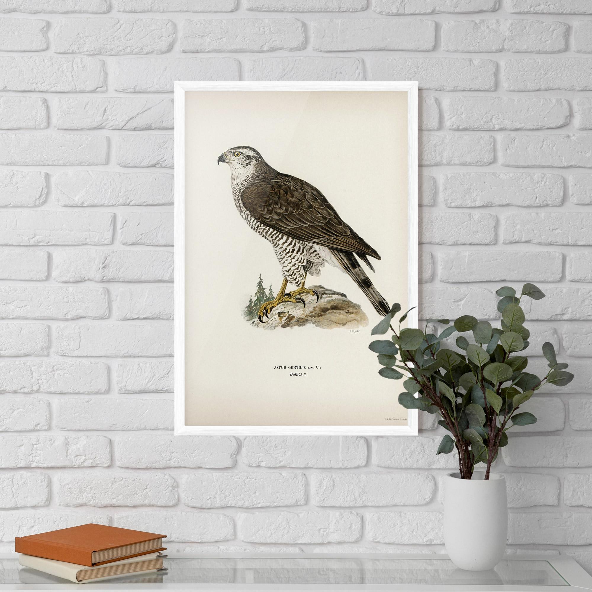 Gerahmte Poster Astur Gentilis mockup 5