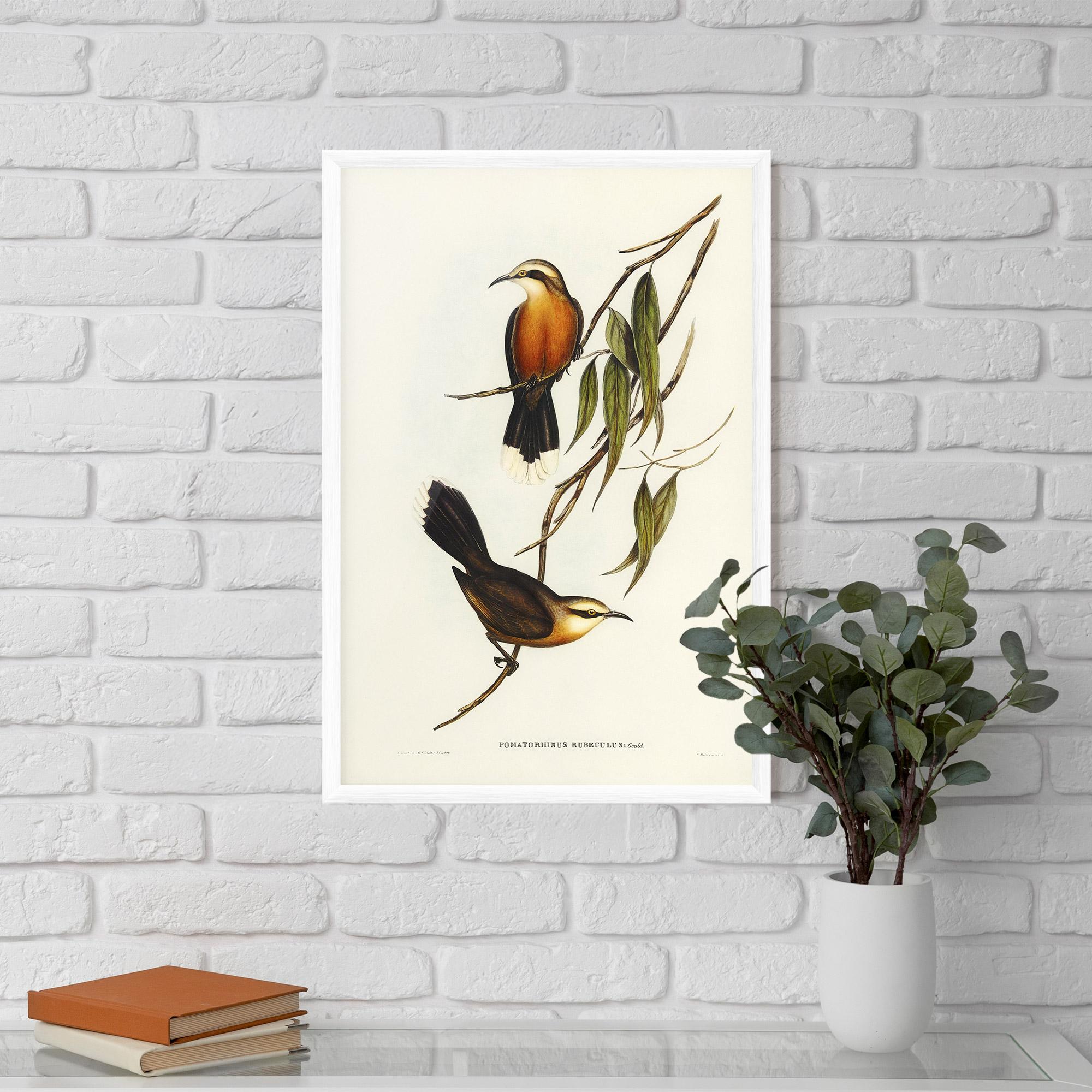 Gerahmte Poster Red Pomatorhinus mockup 5